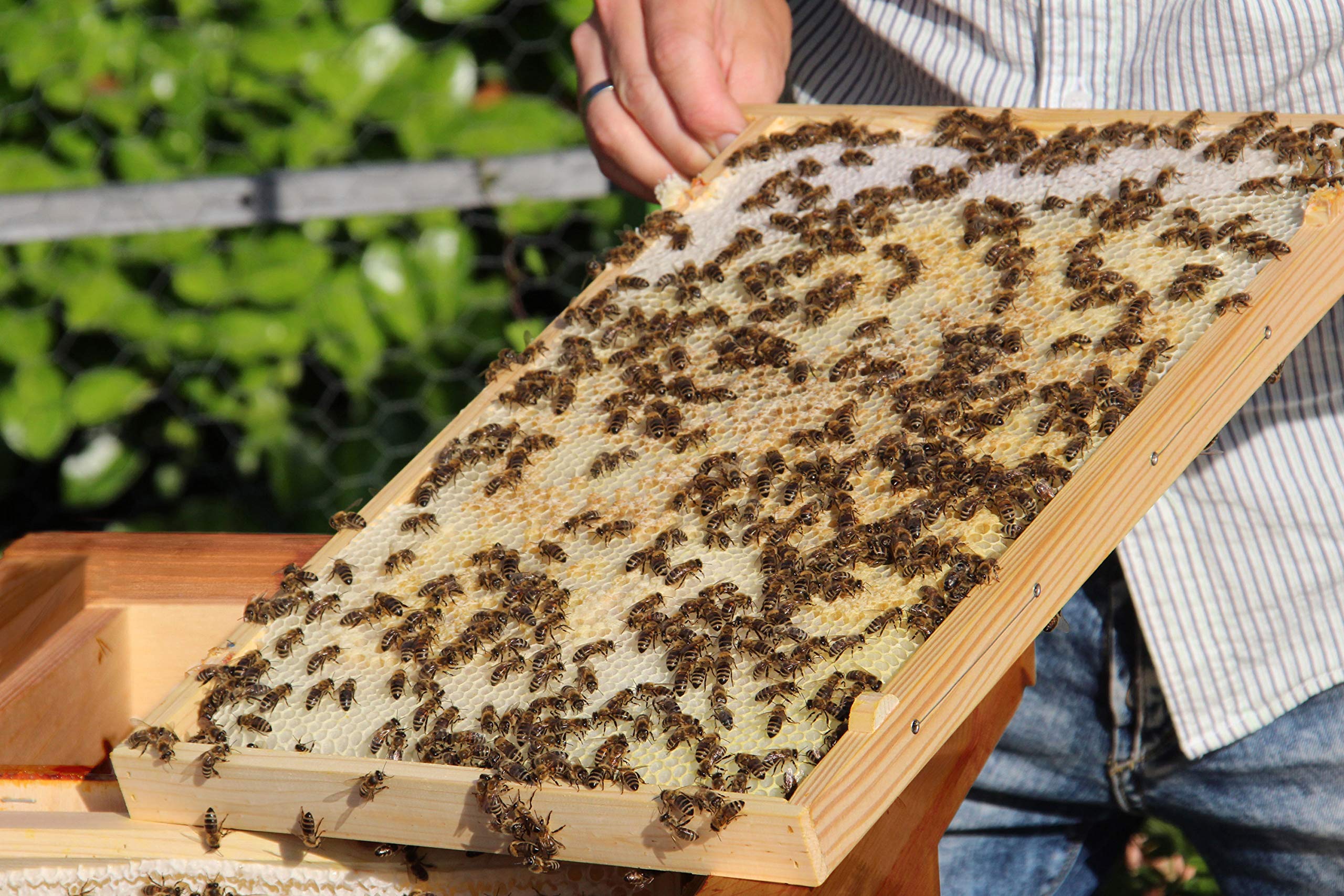 LUXUS-INSEKTENHOTELS Einraumbeute Massivholz Hobby-Imkerei - Honig-Bienen halten - Wesensgemäße Bienenhaltung für die eigene Honigernte - Imkerzubehör - 87 x 55 x 99 cm - Braun