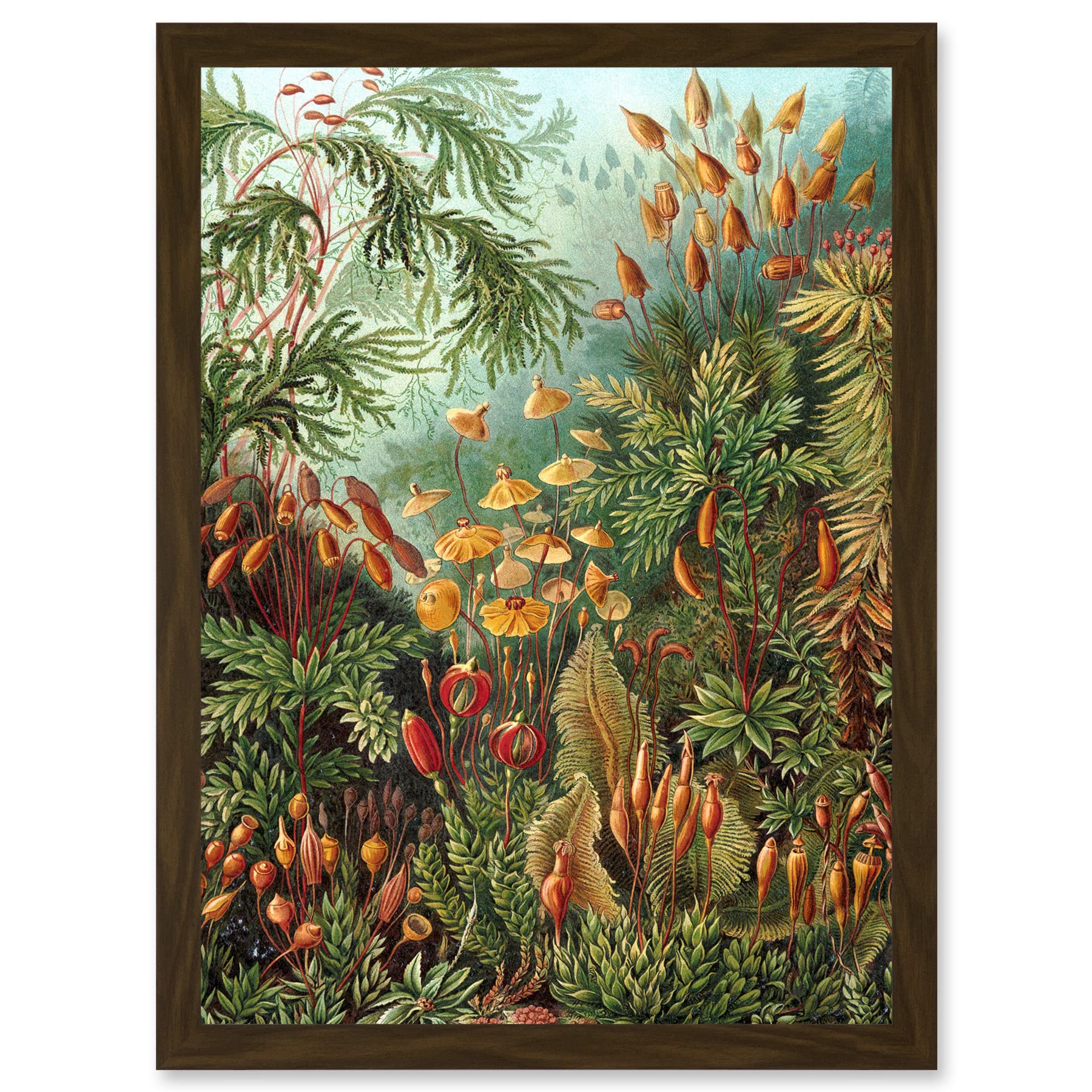 Ernst Haeckel Sea Plant Biology Botanical Vintage Framed Wall Art Print - A4 Artwork - Artery8