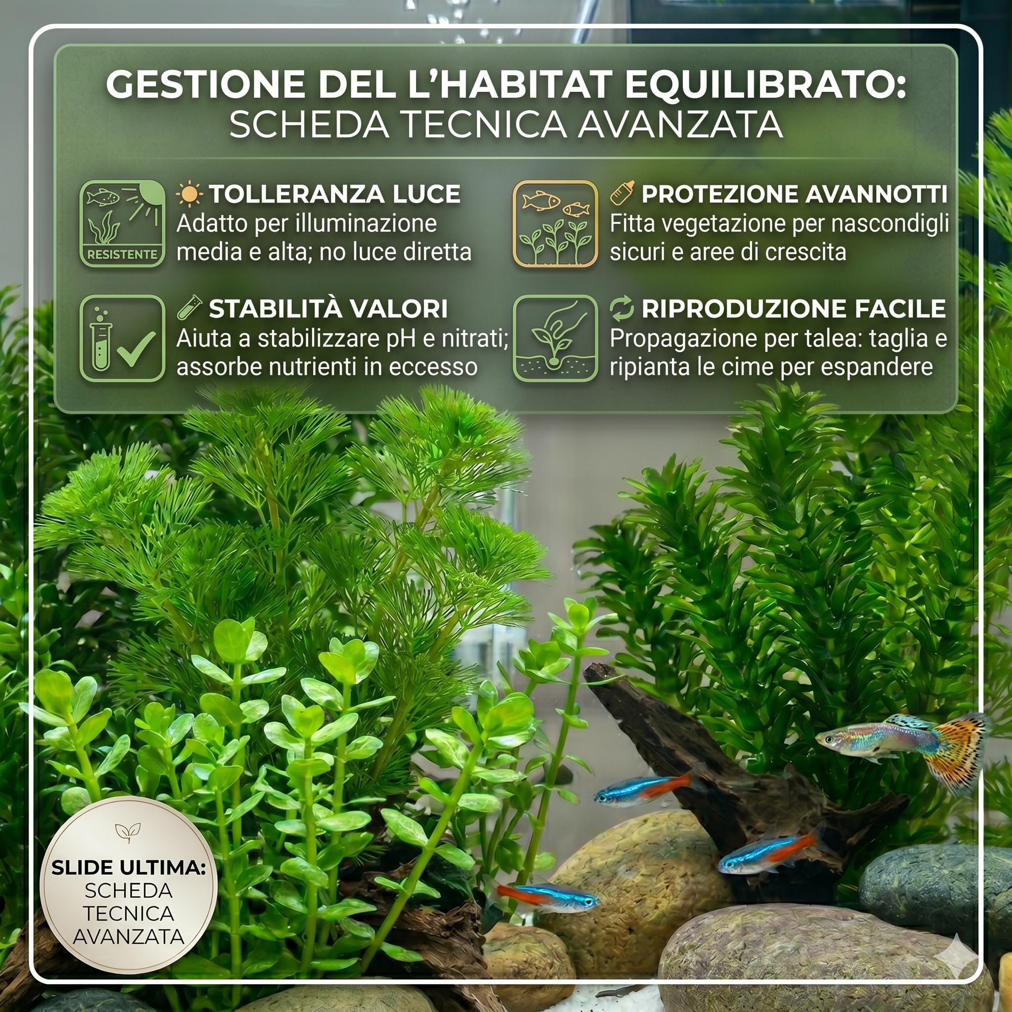 Set 3 Piante Vere Acquario Cabomba Bacopa Elodea Densa Kit Piante Vive Acqua Dolce Facili da Coltivare