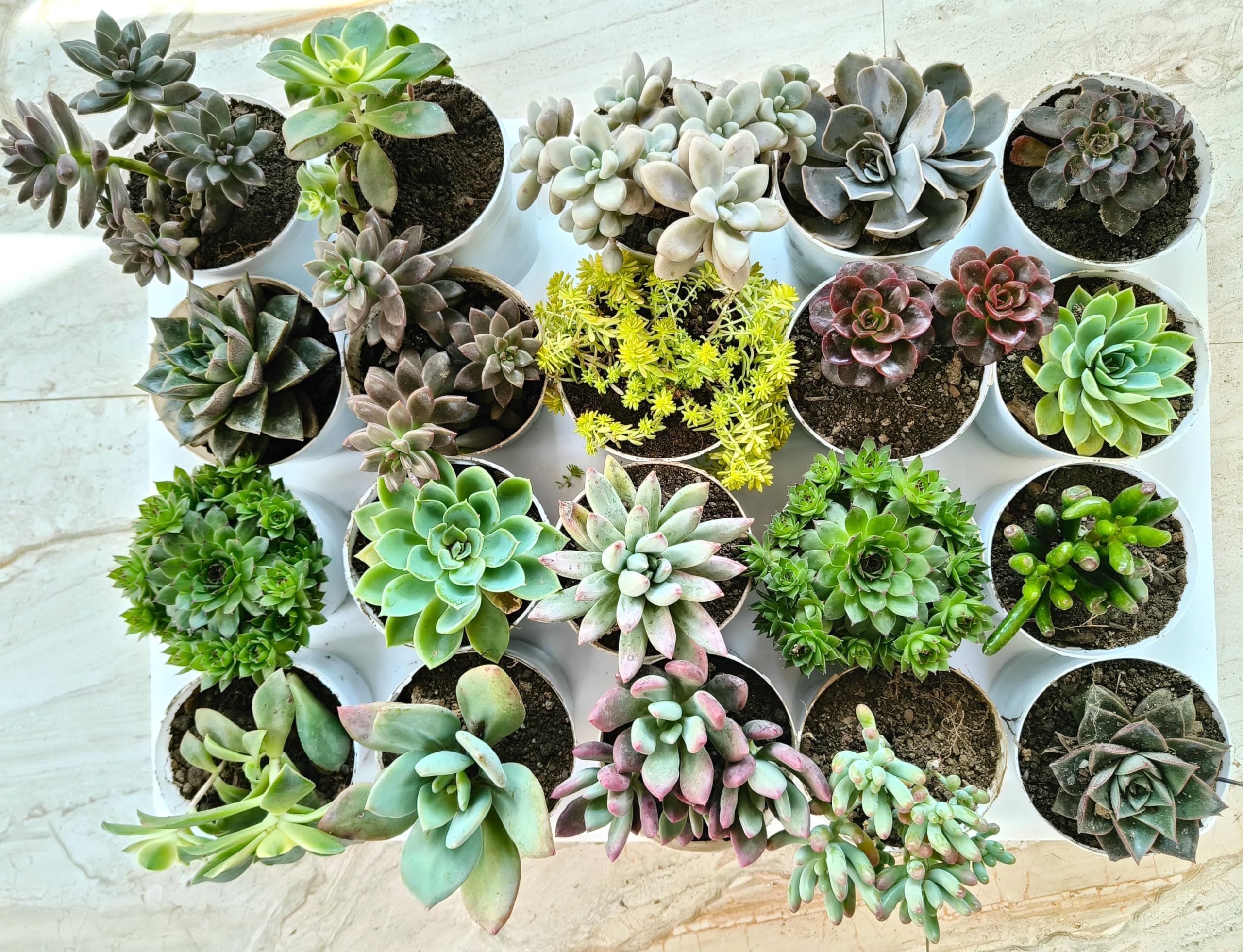 See full amazon price history chart for TOFOH Assorted succulent plants set of 20 (Bare Rooted), Any 20 succulent plants, live succulent plants, succulent plants combo TOFOH Assorted succulent plants set of 20 (Bare Rooted), Any 20 succulent plants, live succulent plants, succulent plants combo (B0CQMYFLQX) Amazon Price History, Amazon Price Tracker