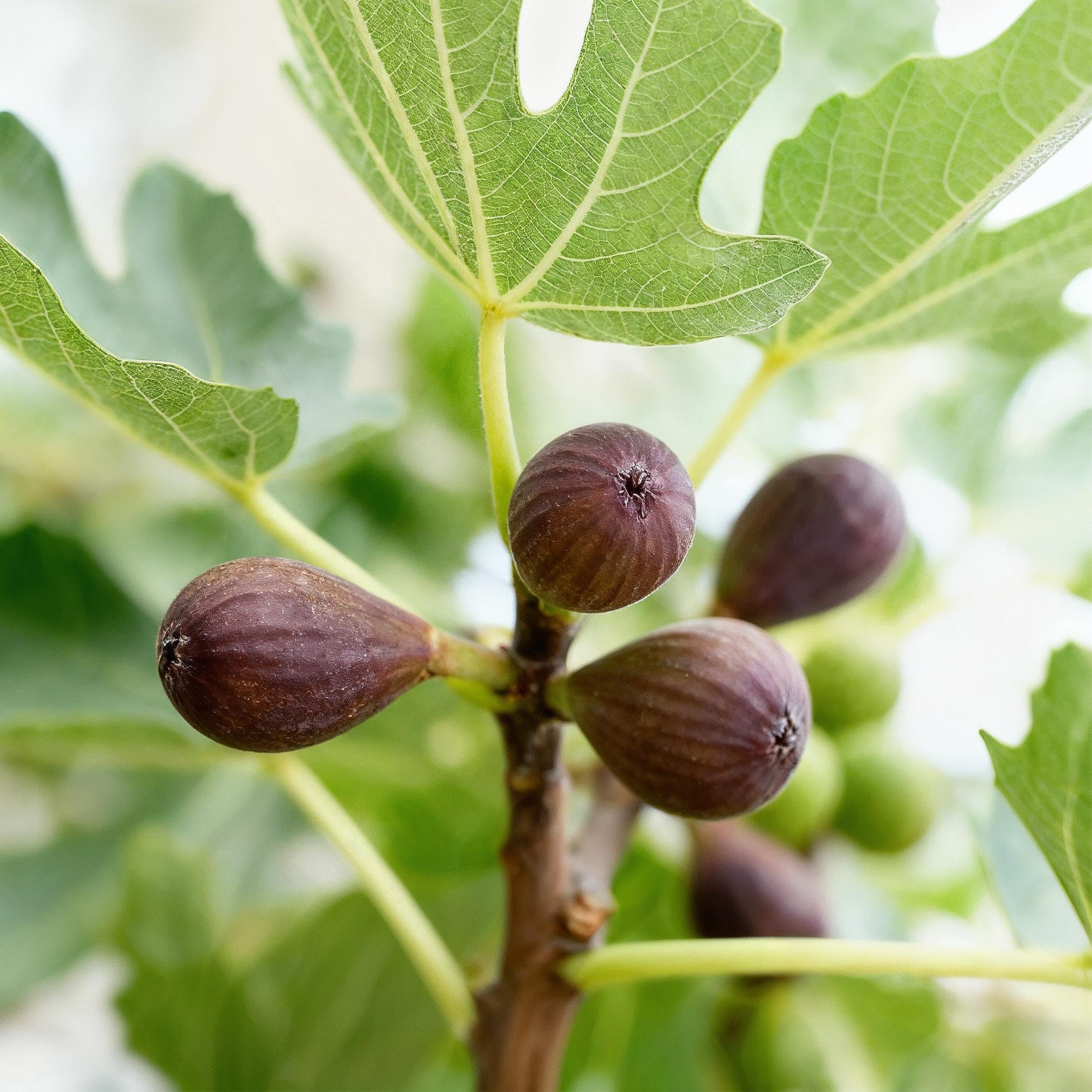 Ficus carica Little Miss Figgy - Roślina tarasowa - Liściasta - Odporna - Zielone owoce - 80-90cm - Ø19cm - Roślina ogrodowa