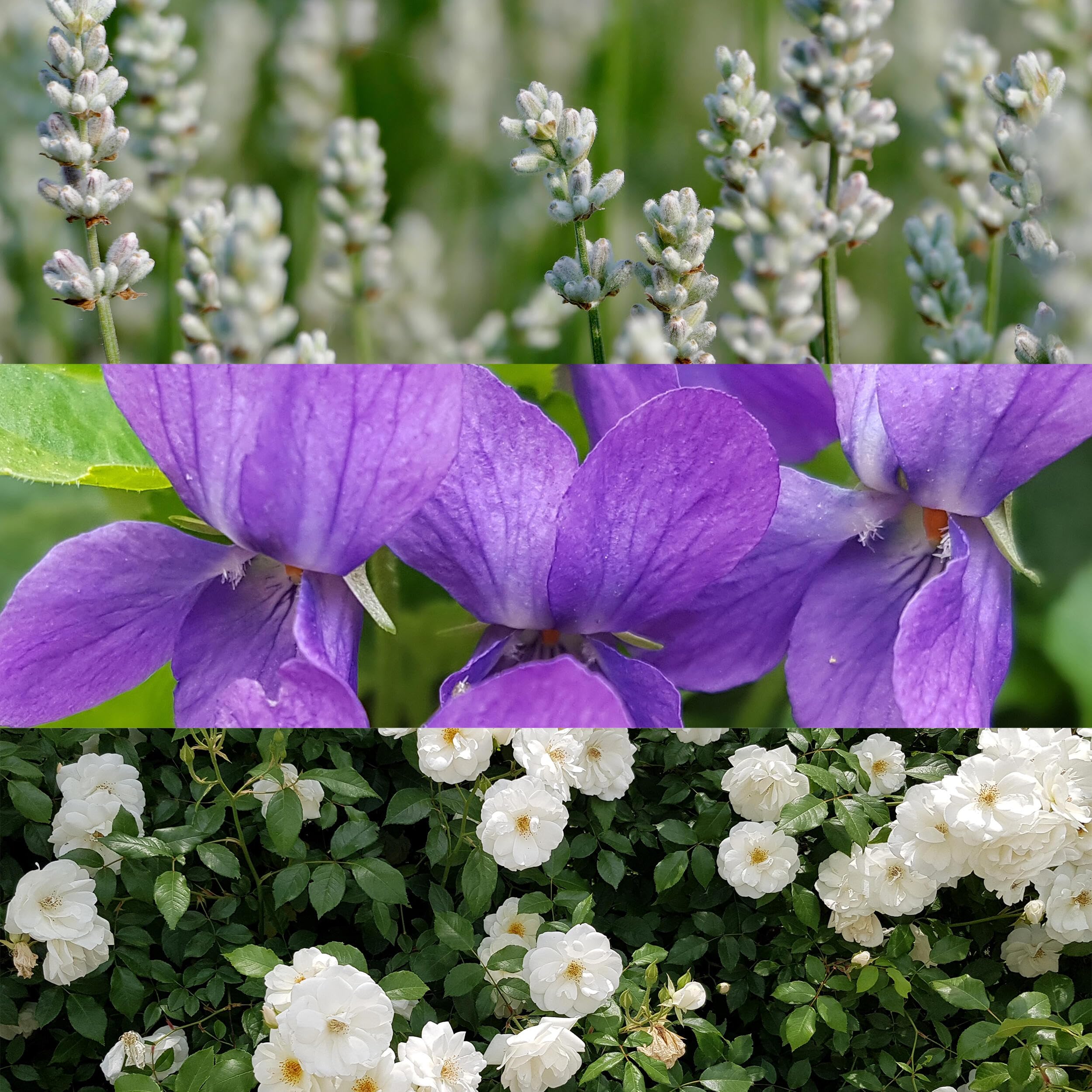 Calvin Klein Obsession Eau de Parfum – Ambery Women's Perfume – With Notes of Mandarin, Bergamot, Jasmine & Patchouli – Long Lasting Fragrance: 3-Piece Gift Set (EDP 3.3 fl oz, EDP 0.5 fl oz, Body Lotion 3 fl oz)