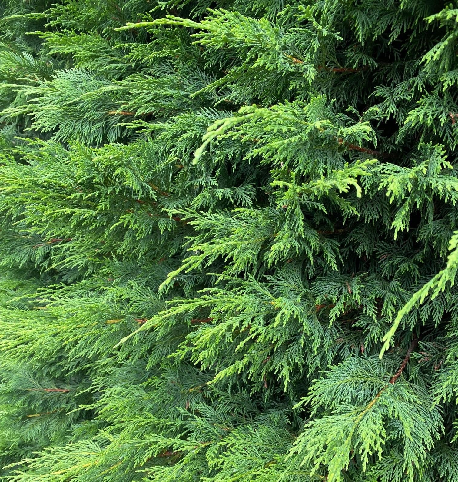 Direct Plants 5X Green Leylandii Cupressocyparis Leylandii Hedging Trees 3-4ft Supplied in 3 Litre Pots