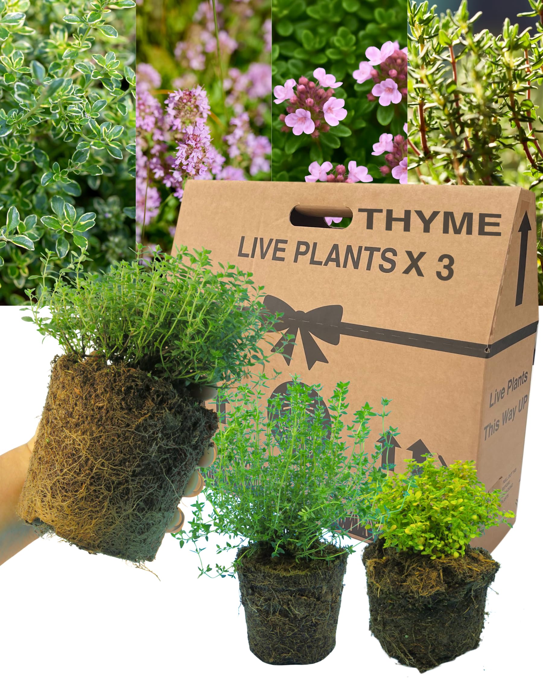 Set of 3 Outdoor Garden Ready Thyme Growers Choice Mix. Aromatic Culinary Herbs with Evergreen Foliage & Pink Flowers. Ornamental Thymes for Pots & Borders. Supplied in Large 1L Rootballs. Peat Free — image 1