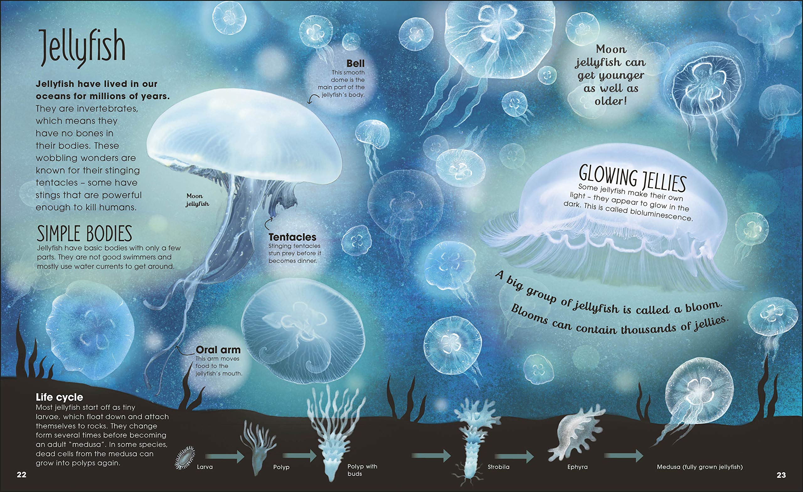Earth's Incredible Oceans (The Magic and Mystery of Nature) (The Magic and Mystery of the Natural World)
