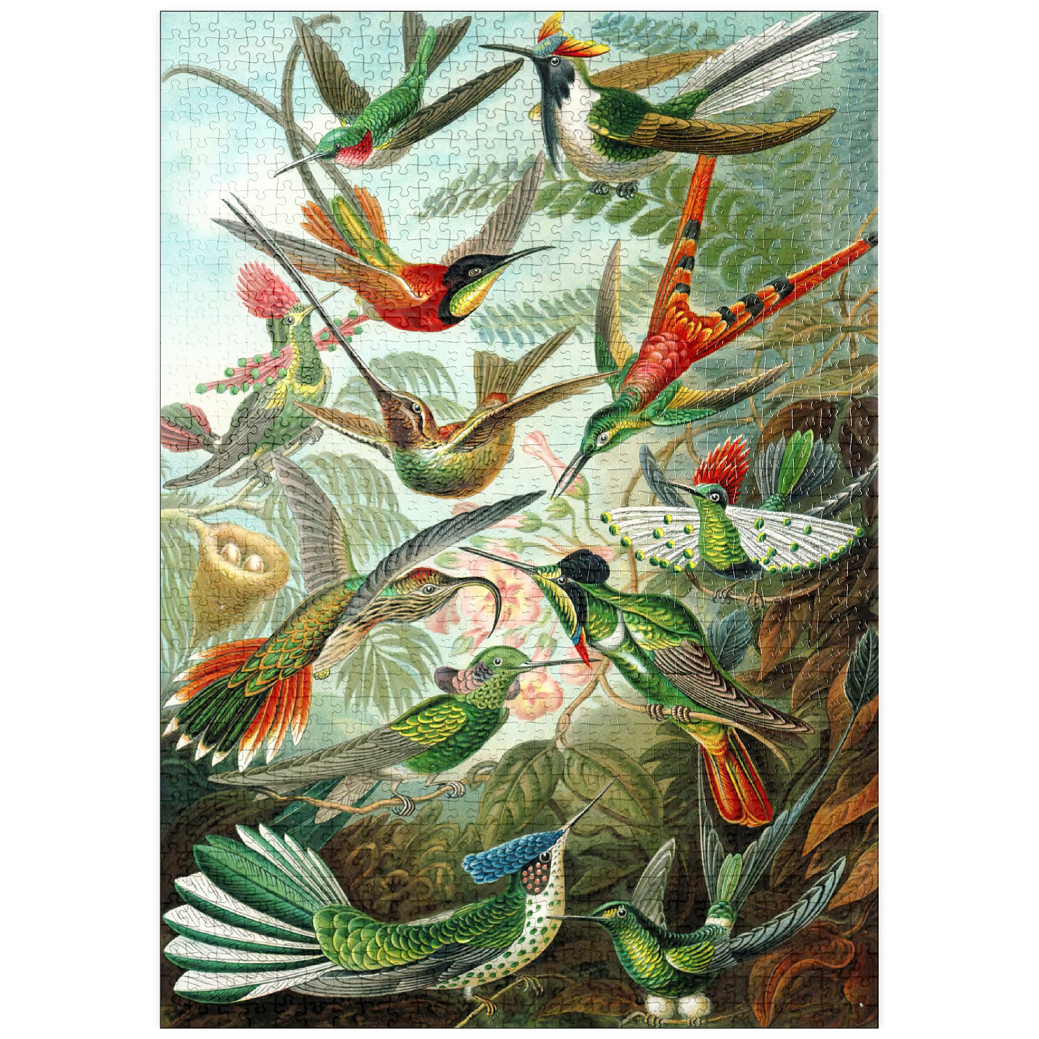 Hummingbirds And Trochilidae (Hummingbirds), Vintage Art Poster, Ernst Haeckel, Premium 1000 pieces Puzzle