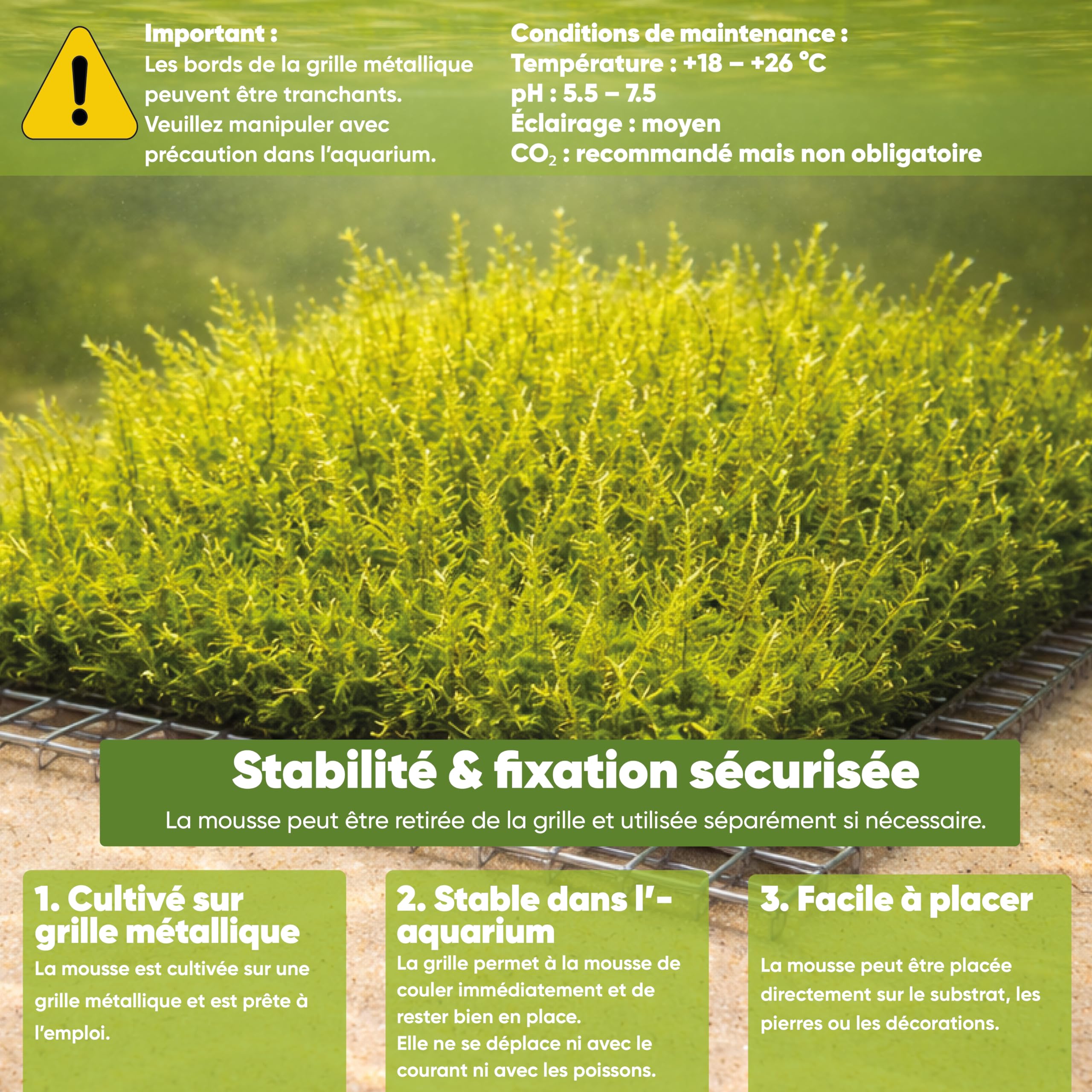 AquaBreedingSkill mousse de Taiwan sur grille en acier inoxydable 8×8 cm – Taxiphyllum sp. mousse d’aquarium vivante – tapis de mousse prêt à l’emploi pour aquascaping, crevettes et nano aquarium