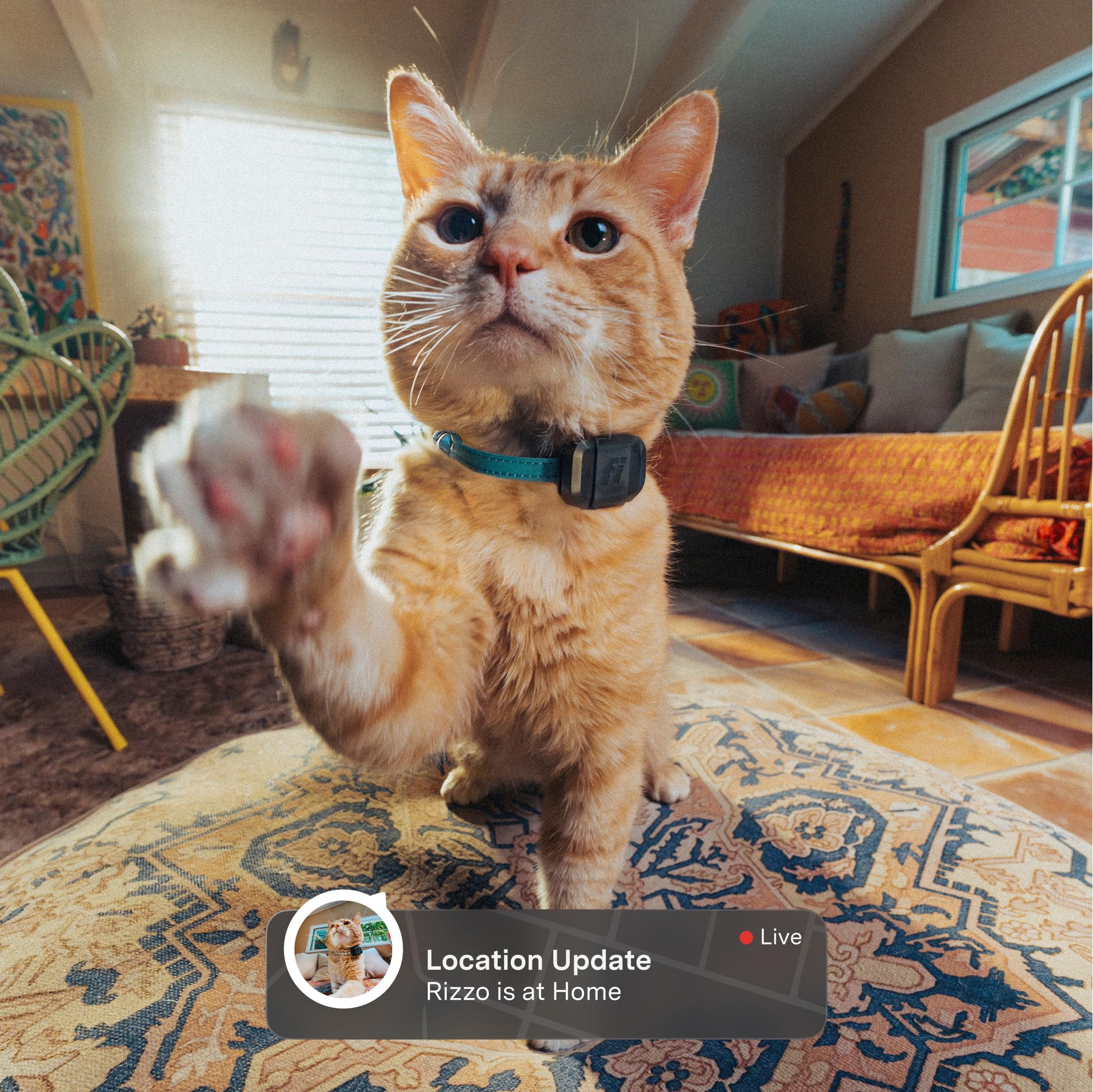 Fi Mini GPS Tracker for Cats — Lightweight Collar Attachment, Virtual Fences, Escape Alerts, Step & Health Tracking, Waterproof Cat Tracker — 12-Month Membership Included - image 2