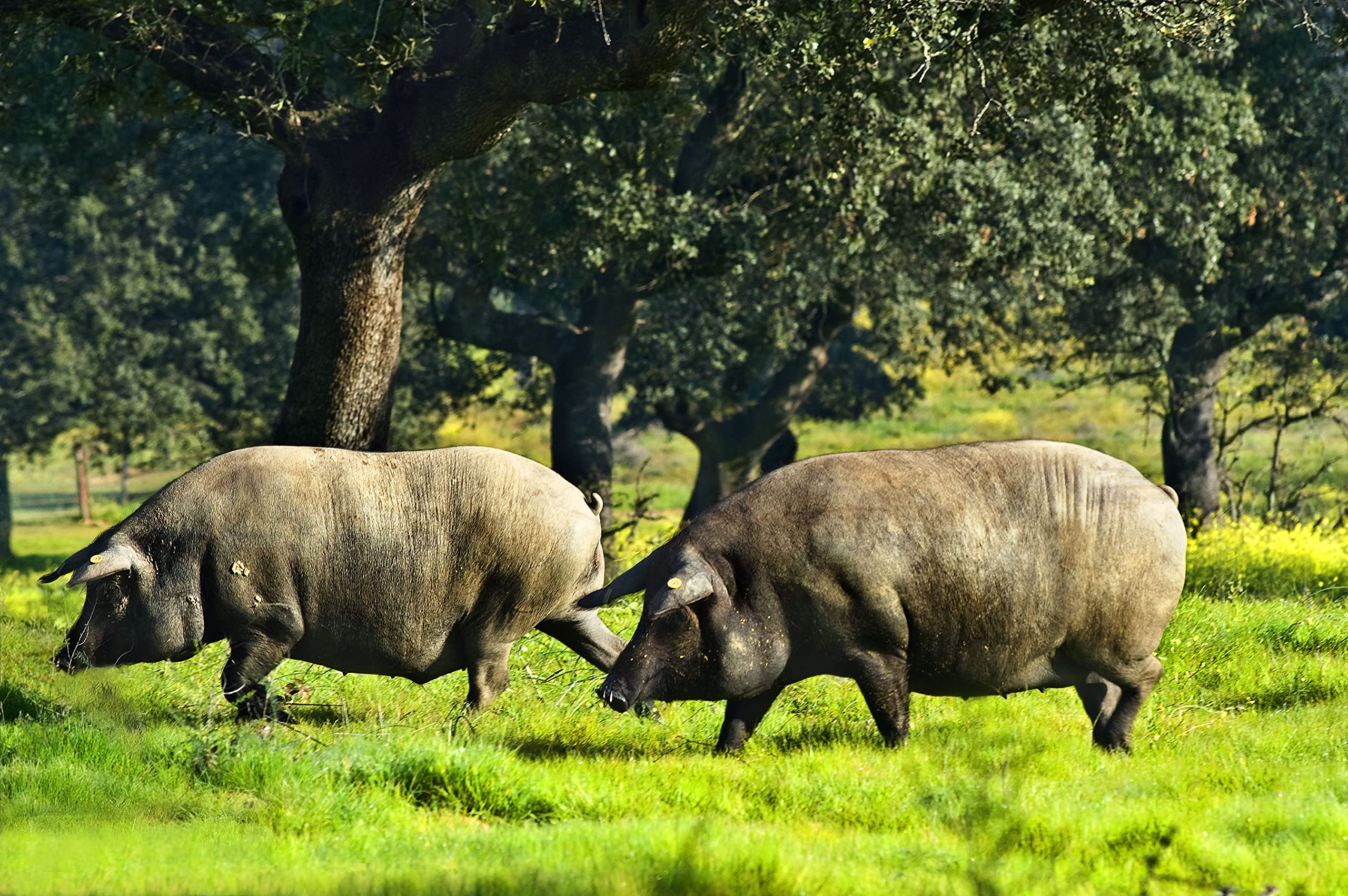 8 Kg Jamón Iberico de Cebo Pata Negra, 100% Natural, Curación de 28-32 meses - Jamón Ibérico de EXTREMADURA | INSIGNIA IBERICA