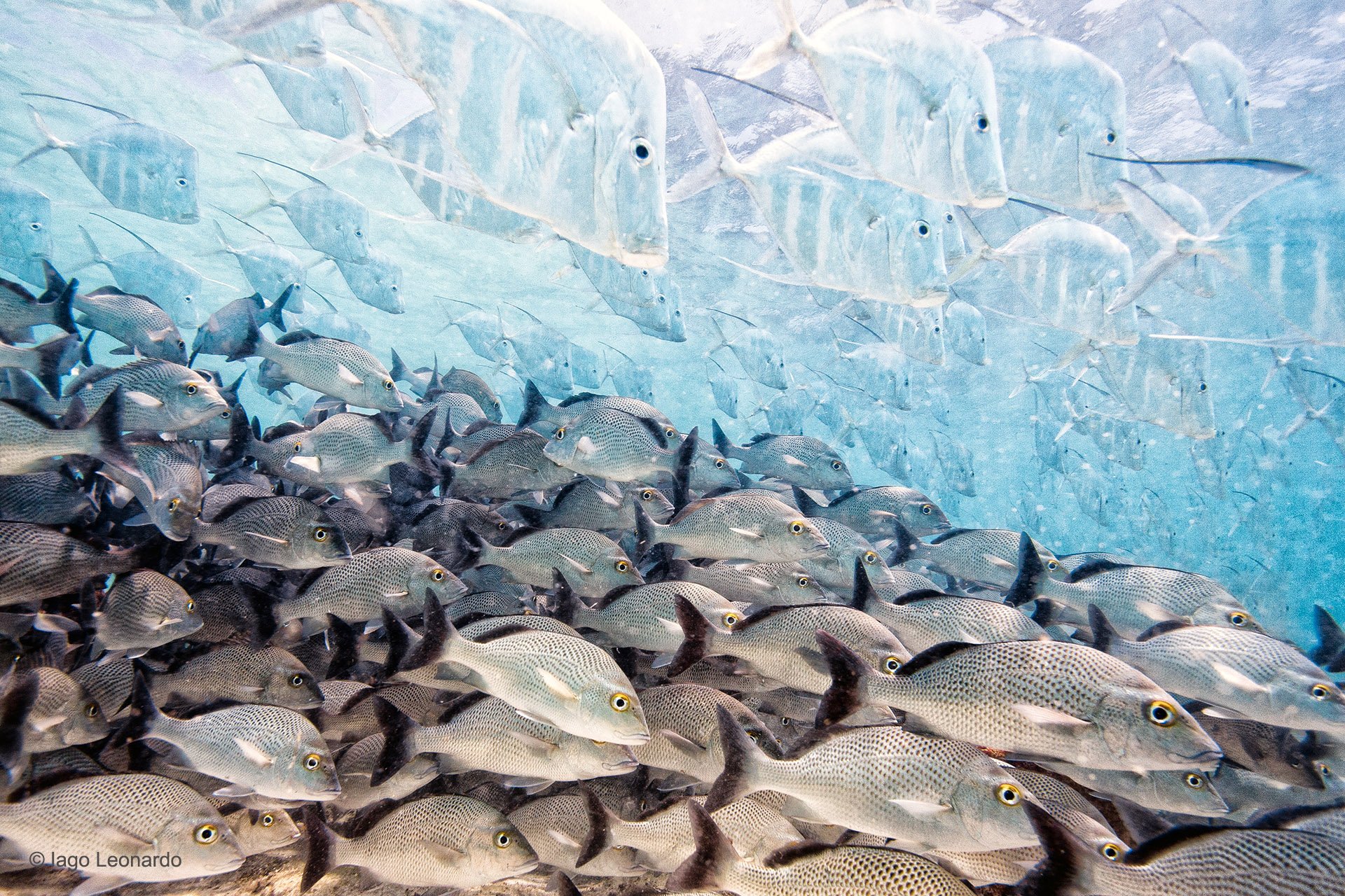 Wildlife photographer of the year 2016: Les plus belles photos de nature