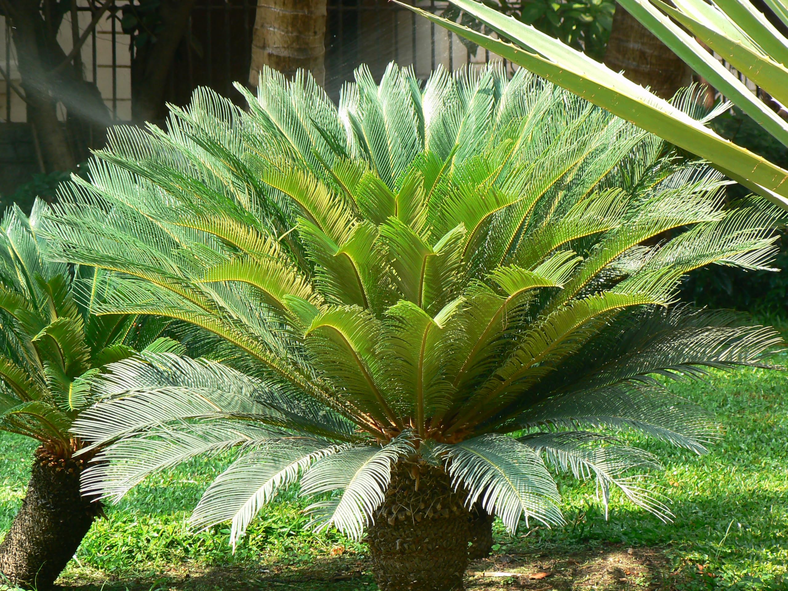 Amazon.com : 5 King Sago Palm Seeds (Cycas Revoluta) - Beautiful and  Resilient Cycad for Home and Garden : Patio, Lawn & Garden