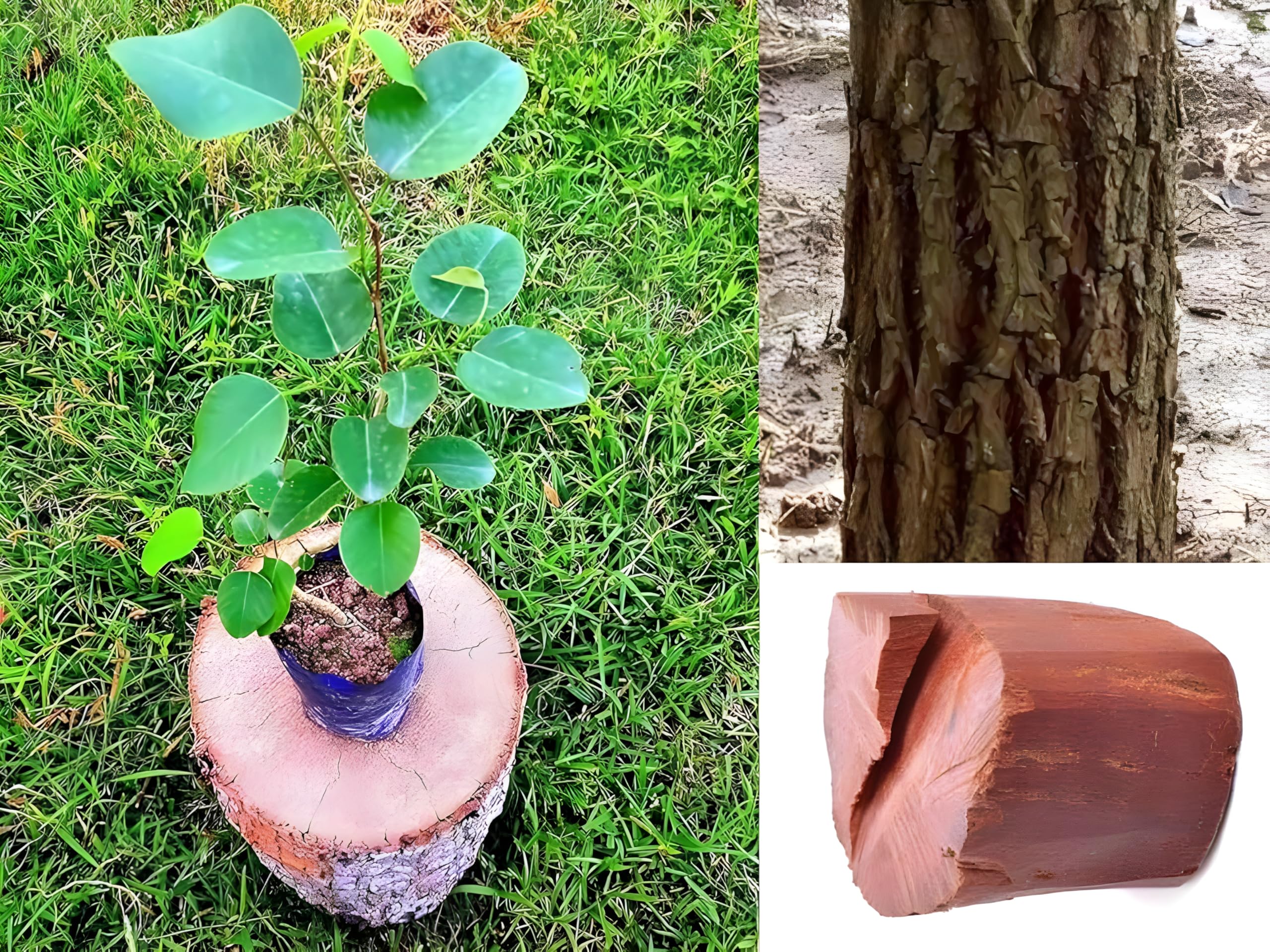 Red chandan tree live plant || live plant for lal chandan tree lal Chandan Plant - Rare Sandalwood Tree for Indoor and Outdoor Cultivation, Ideal for Fragrant Wood and Traditional Uses (pack of 2) (B0D92PTR53) Amazon Price History, Amazon Price Tracker