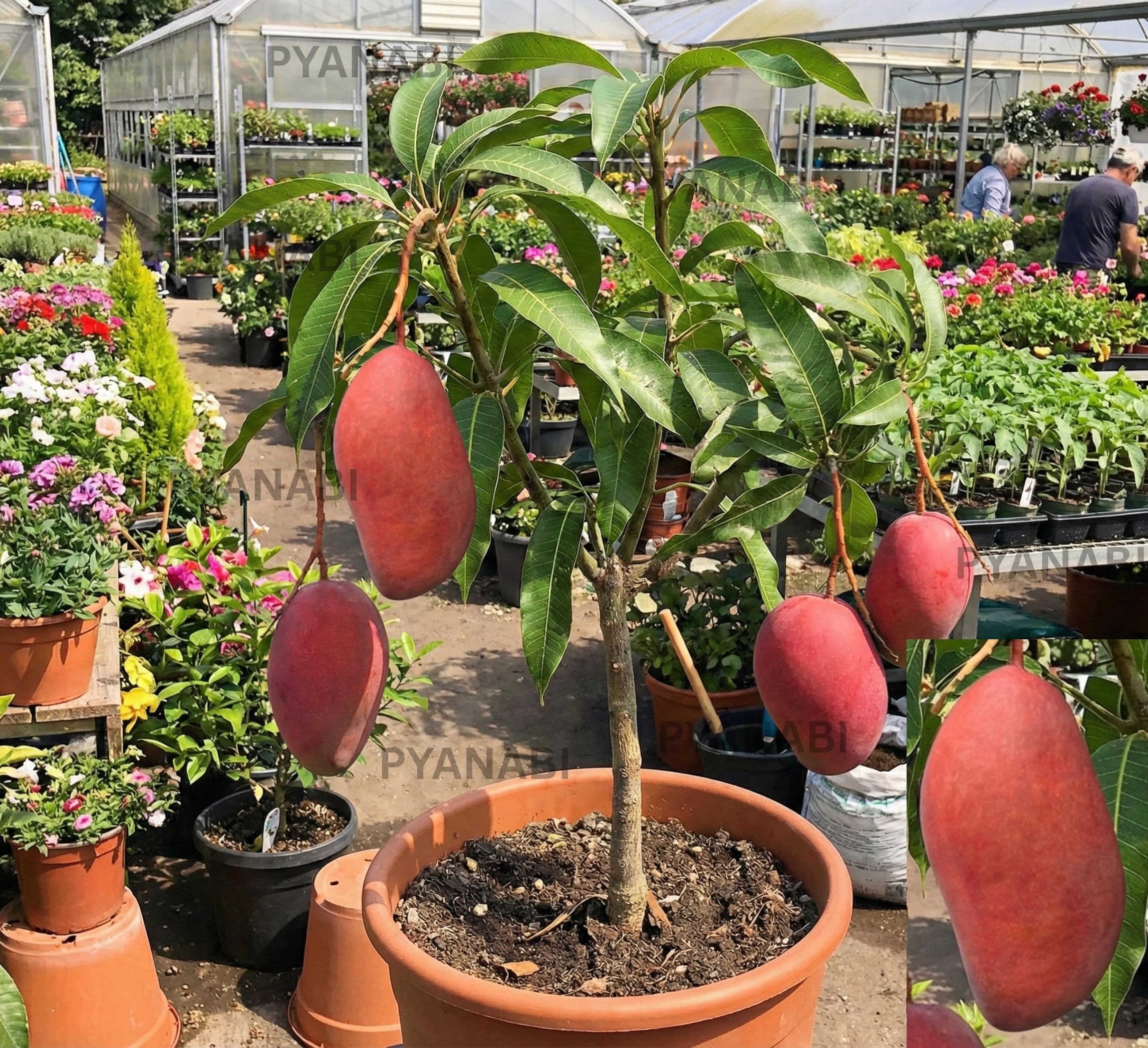Sponsored Ad - All Time Mango Plant Grafted Tree Japanese Variety (Height 2-3 Feet Fruits Come After 1.5-2 Years Of Planting) Healthy Hybrid Baramasi Mango Live Fruit Plant For Home Garden