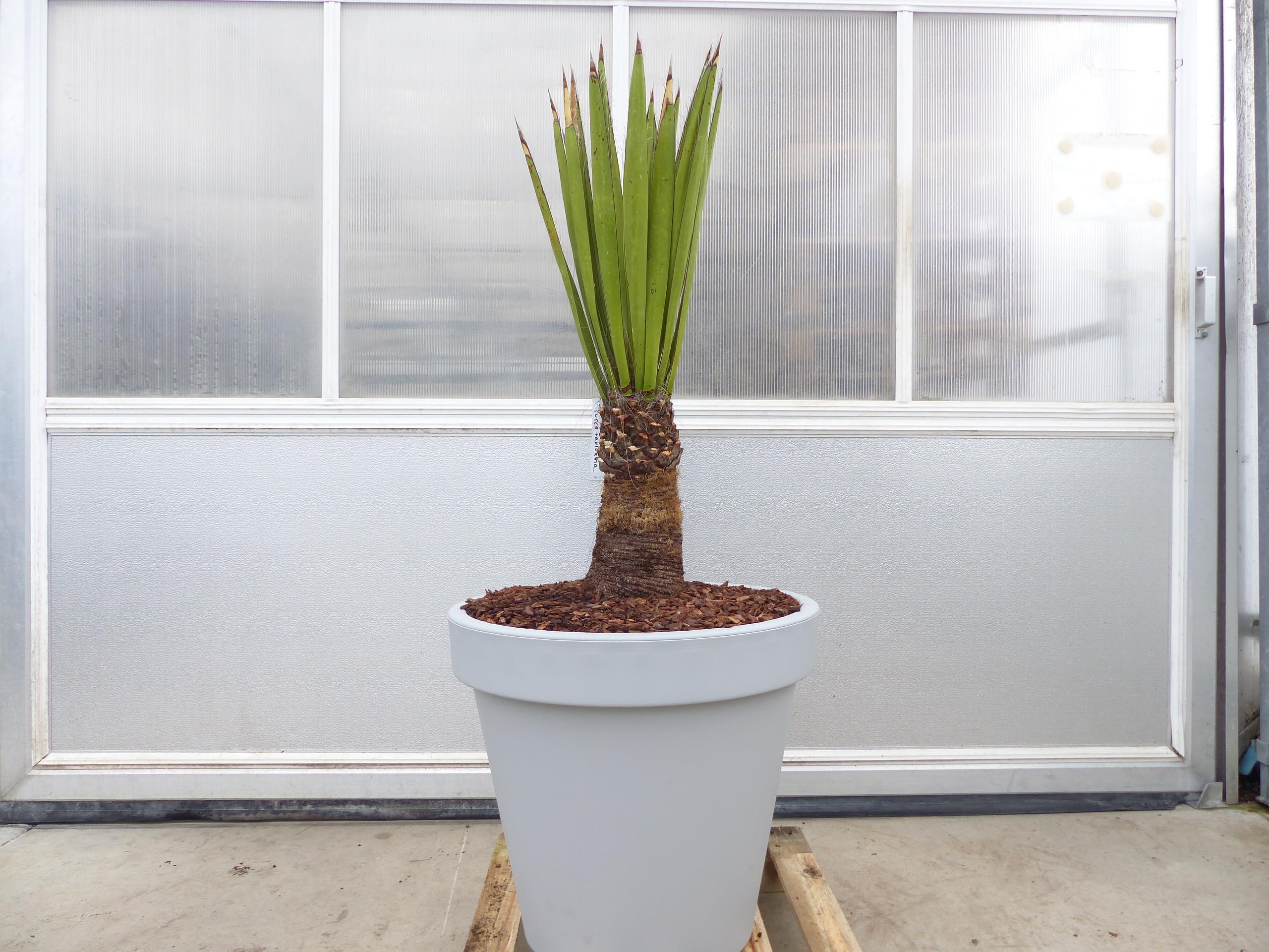 Yucca Faxoniana, 140 cm, Stamm 30 cm, Faxon Yucca, Palmilla, winterhart -20C