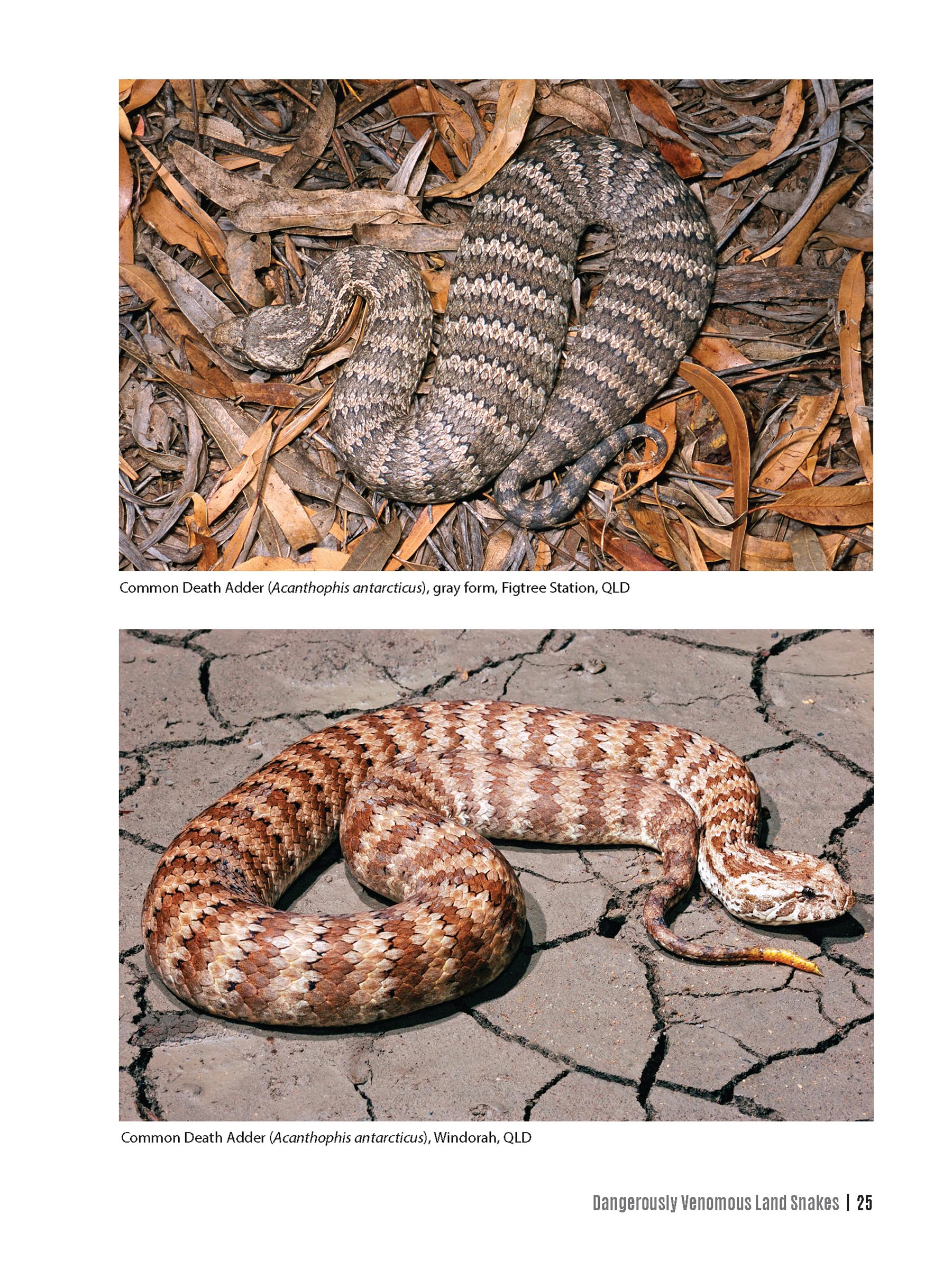 Dangerous Snakes of Australia: A Guide to Their Identification, Ecology, and Conservation (Zona Tropical Publications / Hellbender) - Image 6