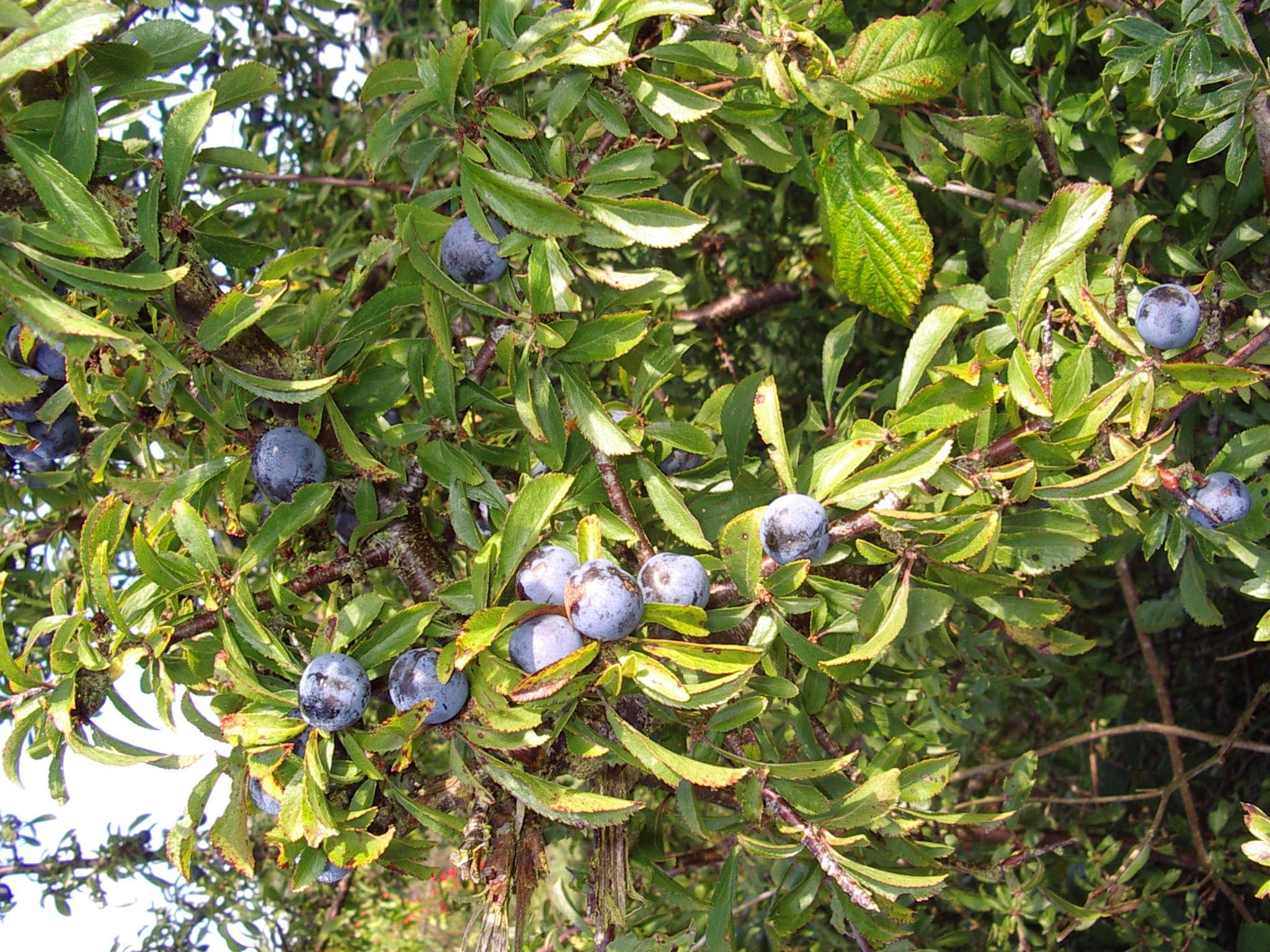 F&G Supplies 5 x 3-4ft Blackthorn Hedging Plants Hedge Tree Sapling Whip, Prunus Spinosa,Edible Sloe Berries,Sloe Gin 90-120cm