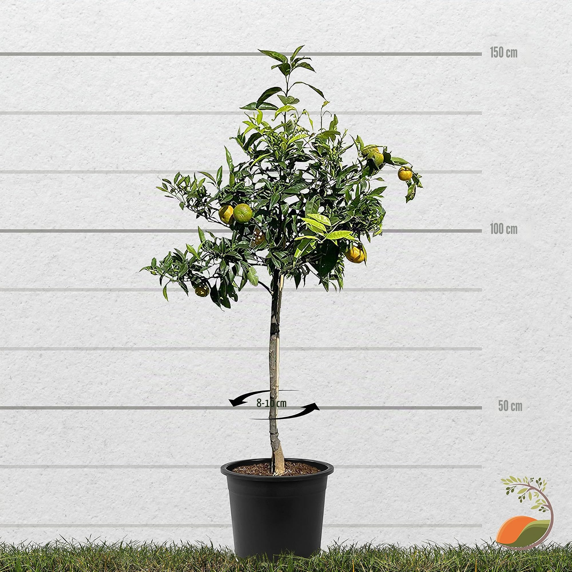 TropicTrees Mandarinier avec une hauteur de 150cm | arbuste de plantation avec une circonférence de tronc de 8-10 cm | Fruits de citron pour le jus, comme ingrédient dans les épices et la nourriture