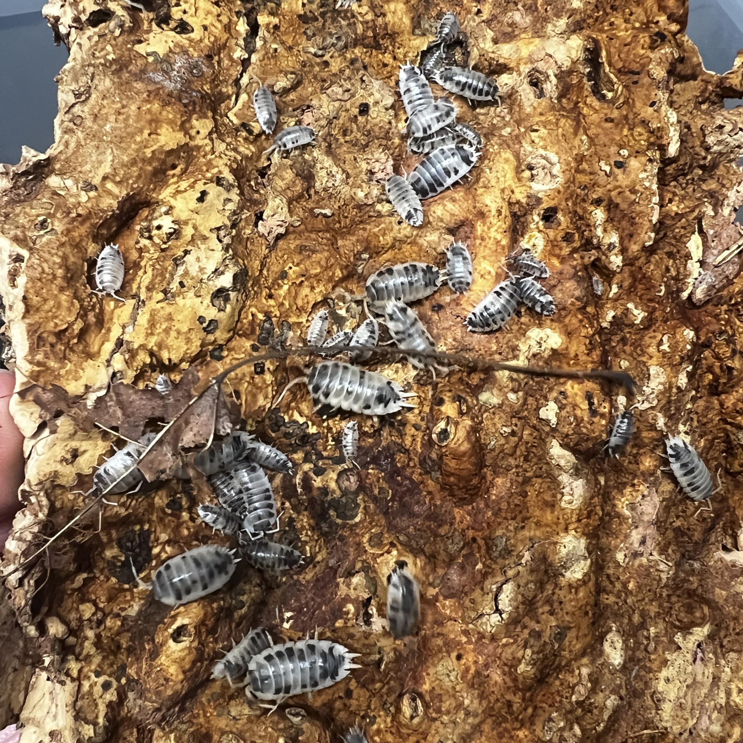 Exo-Morphs Live Dairy Cow Isopods - Porcellio laevis - Assorted Sizes - Terrarium Cleaner Crew - Live Arrival Guaranteed (25 ct.)