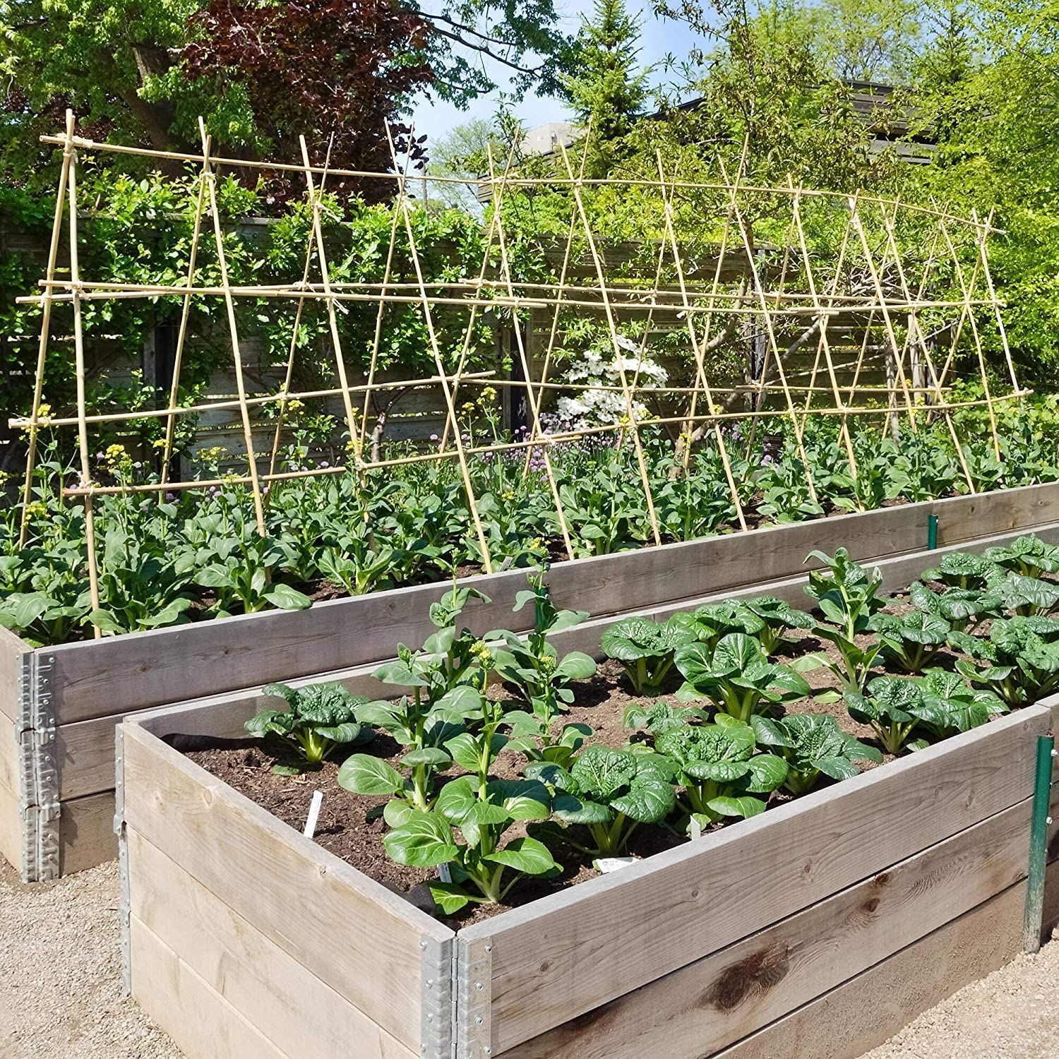 Suinga Set di 100 Tutori in Bambù per Piante 100 cm (8-10 mm) – Canne di Bambù, Supporti per Ortaggi, Pomodori, Alberi e Giardinaggio