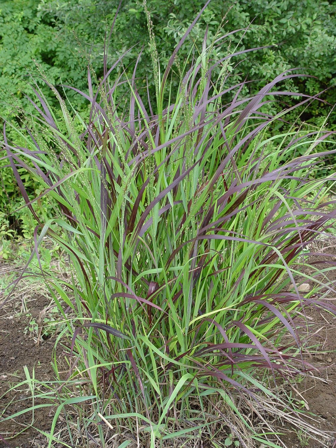 Panicum virgatum 'Shenandoah'