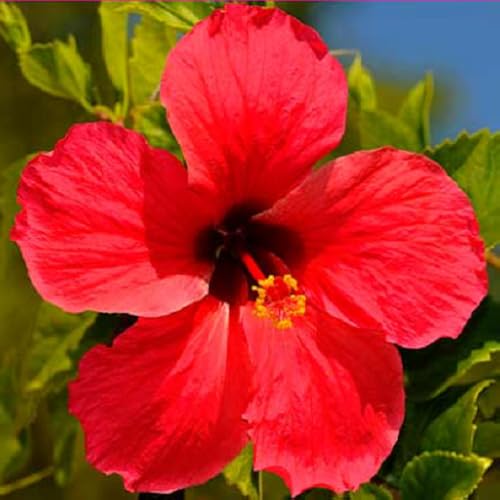 300 Hawaiian Word Dictionary & Quiz