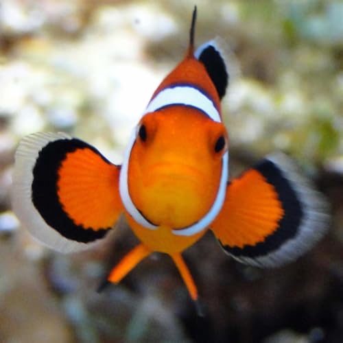 Nemo's World, Edinburgh - //medicalbooks.filipinodoctors.org