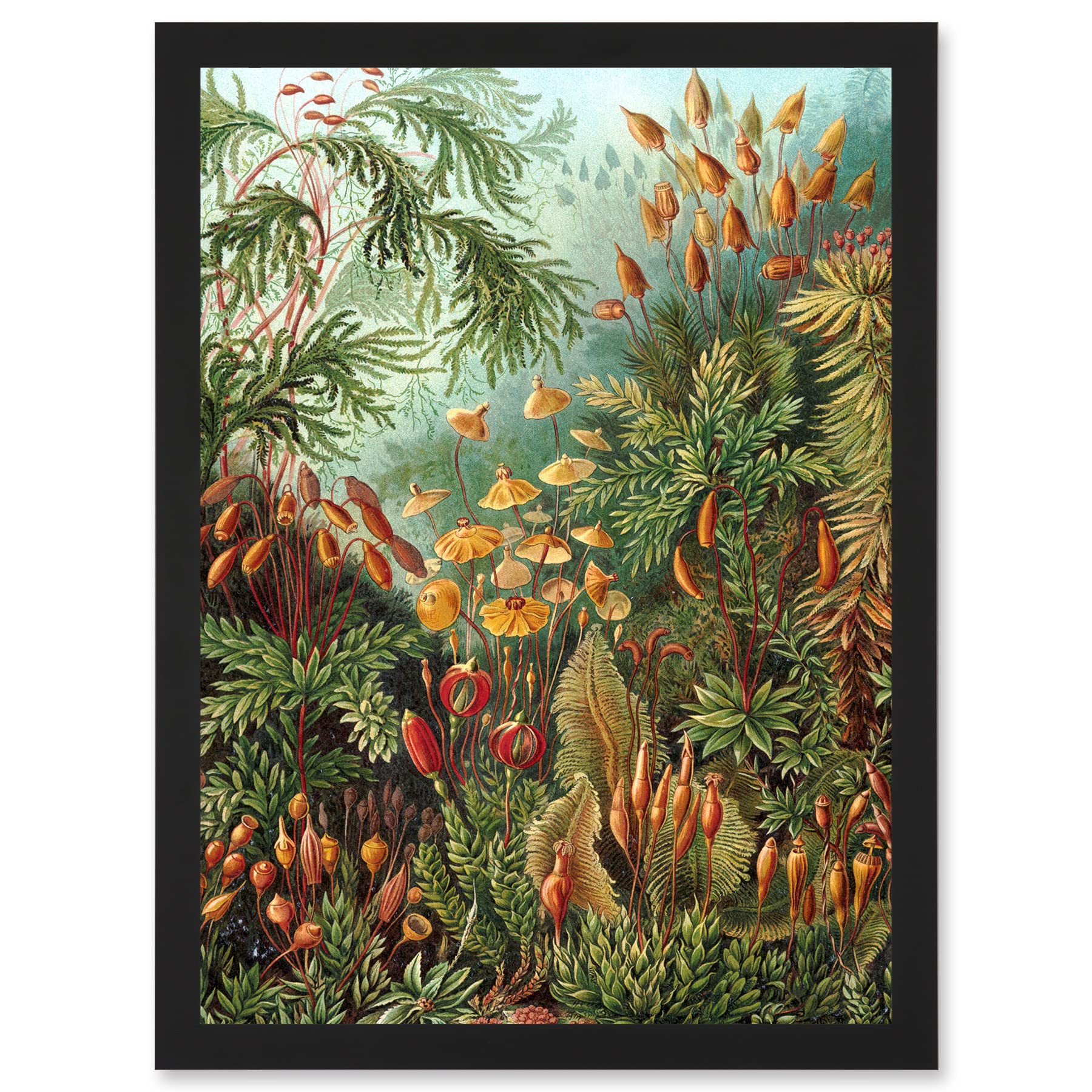 Ernst Haeckel Sea Plant Biology Botanical Vintage Art Print Framed Wall Art - Artery8