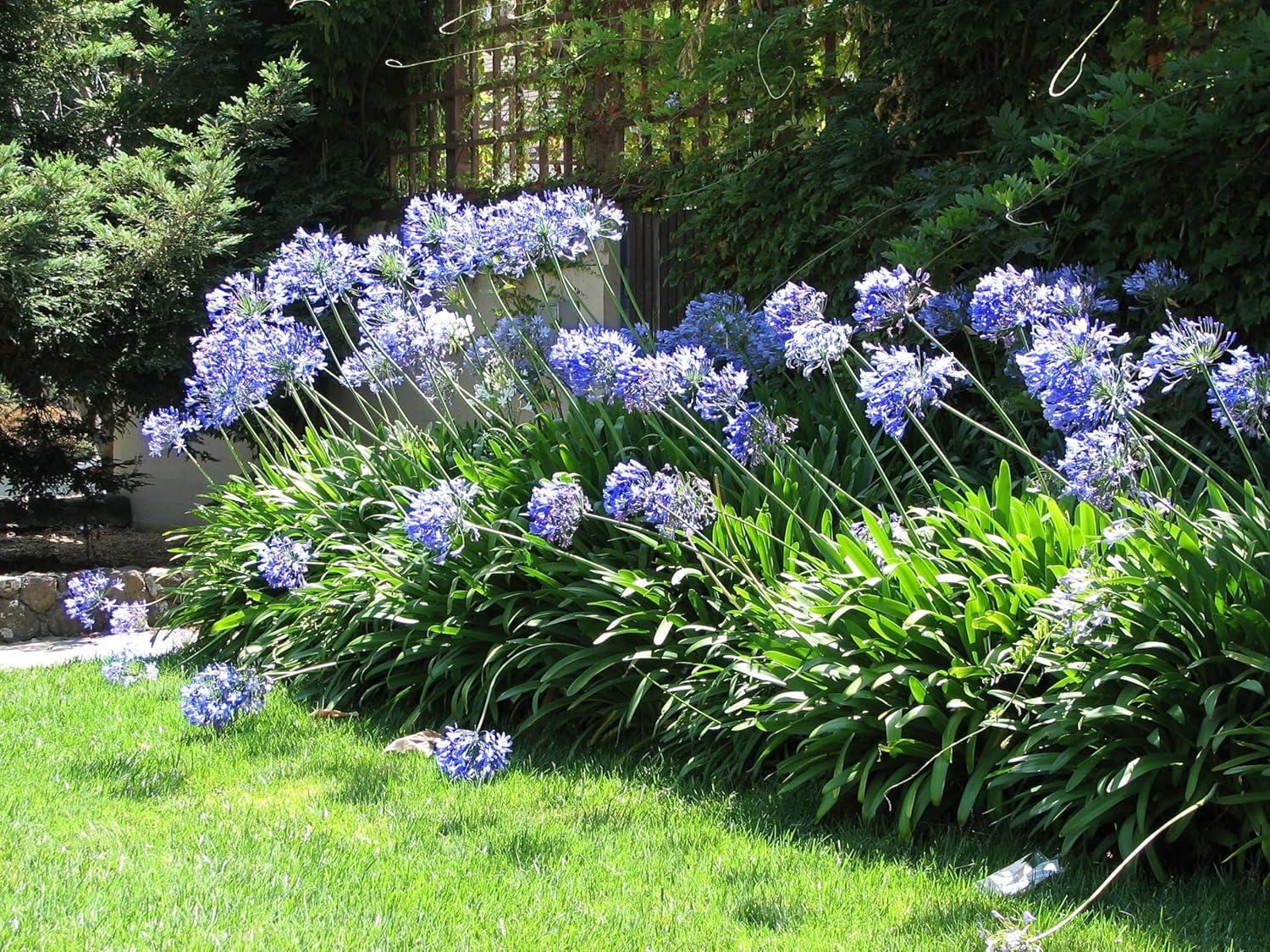 Agapanthus Africans Blue | 3 Extra Large 3 Gallon Plants | Vibrant & Hardy Perennial, Lush, Ornamental Plant with Brilliant Blue Blooms, Ideal for Borders, Containers & Landscape Accents