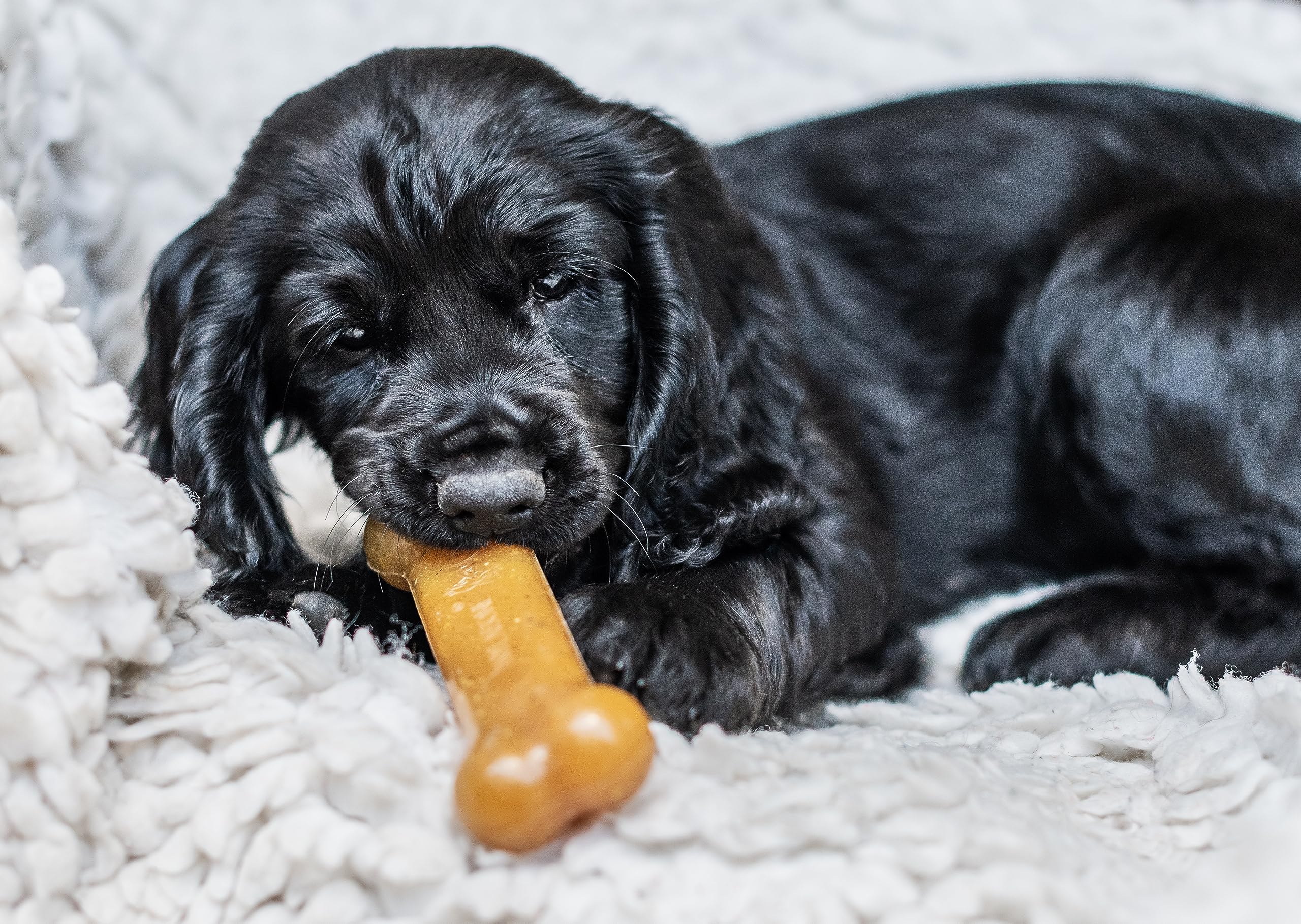 Nylabone Szczeniak Stages potrójne opakowanie, delikatny kurczak do żucia, Graduate Maple Bacon Wood Stick, Graduate Beef Jerky Extreme Bone, rozmiar M (1 opakowanie 3 zabawek do żucia)