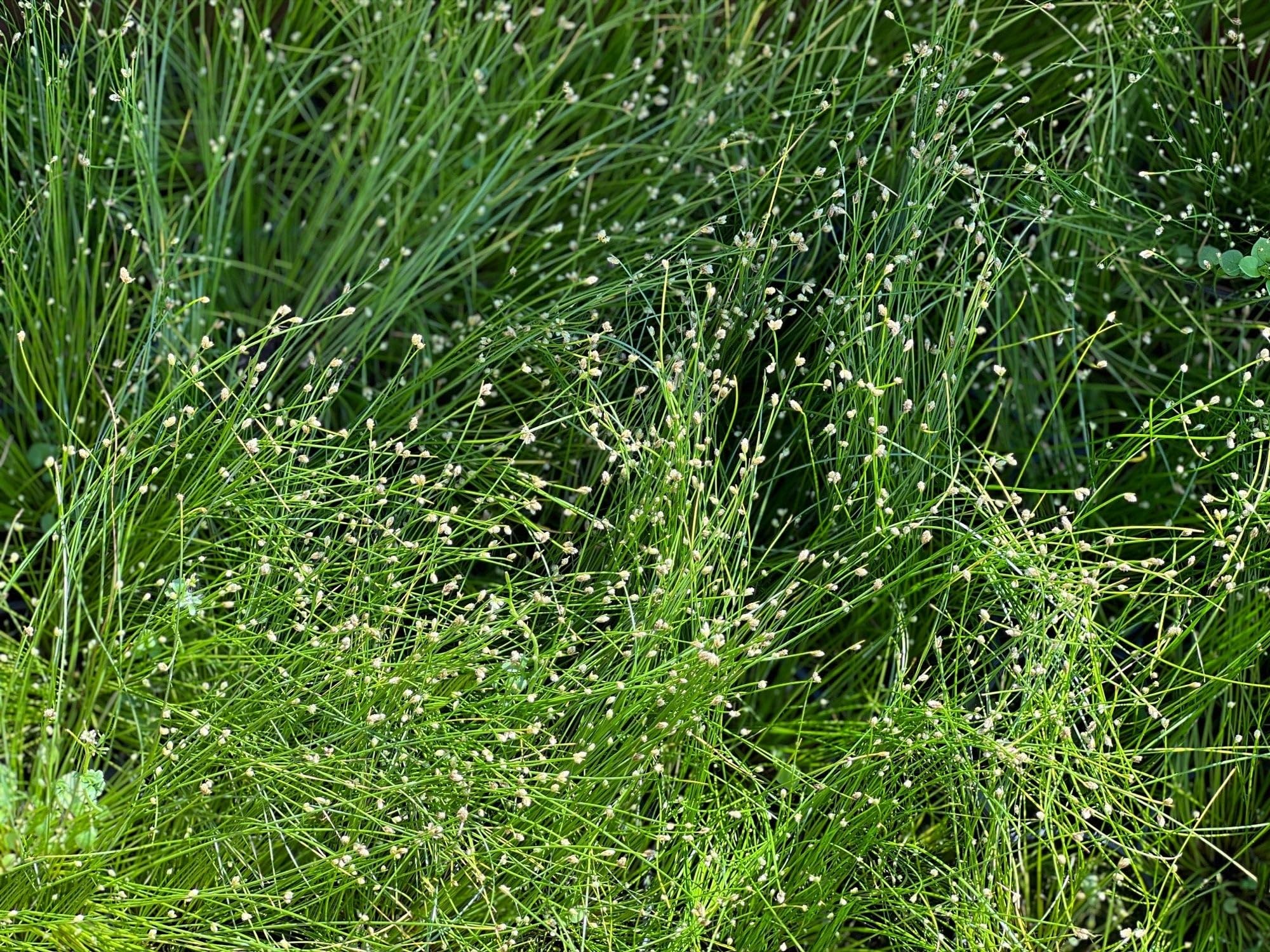 Lincolnshire Pond Plants Ltd - Scirpus isolepis (Fibre Optic Plant) - Marginal Oxygenating Pond Plants - OXA025-1 / 3Ltr Potted