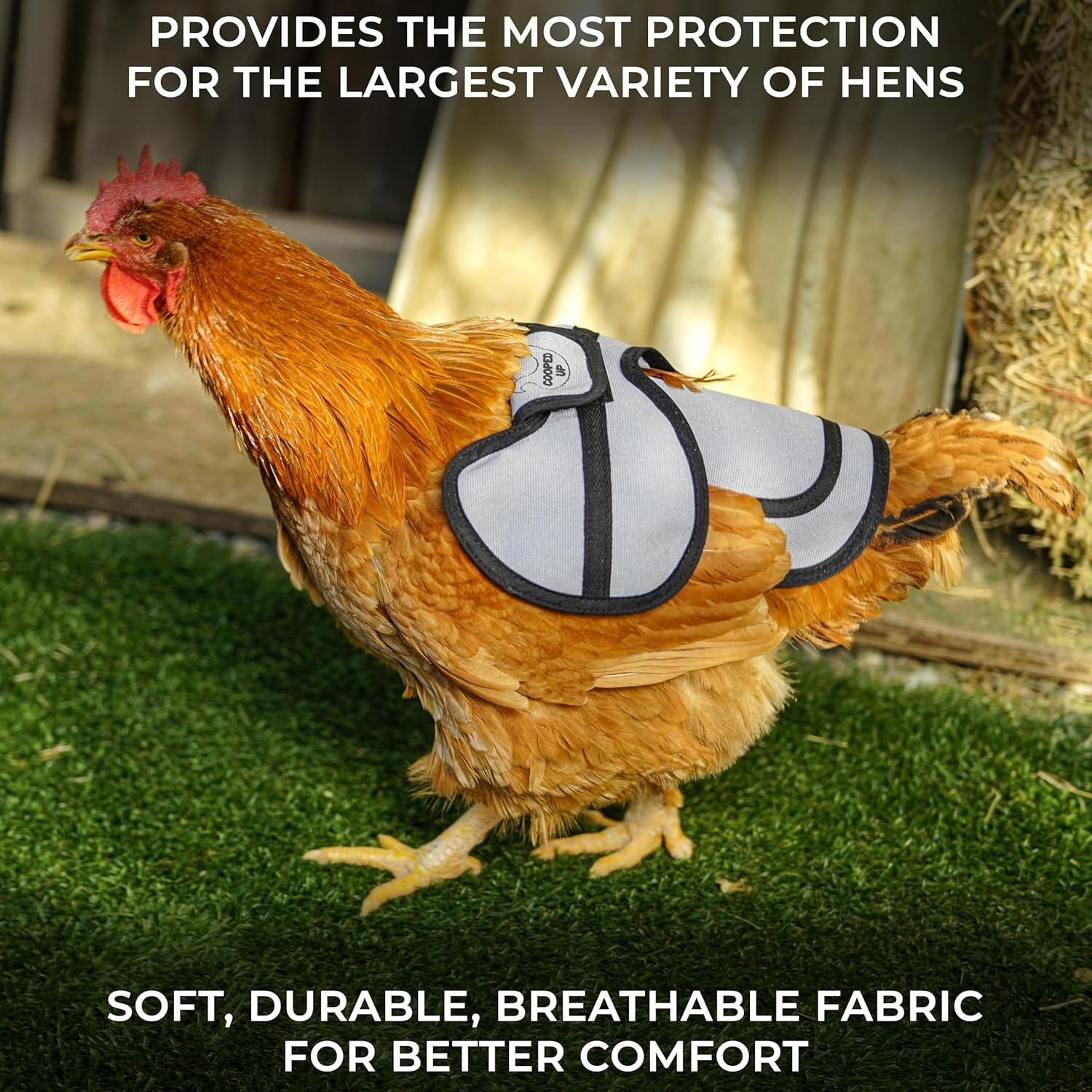 COOPED UP Canvas Chicken Saddle for Medium-Large Hens with Larger Wing Cover and Adjustable Straps - Variety, 4 Pack