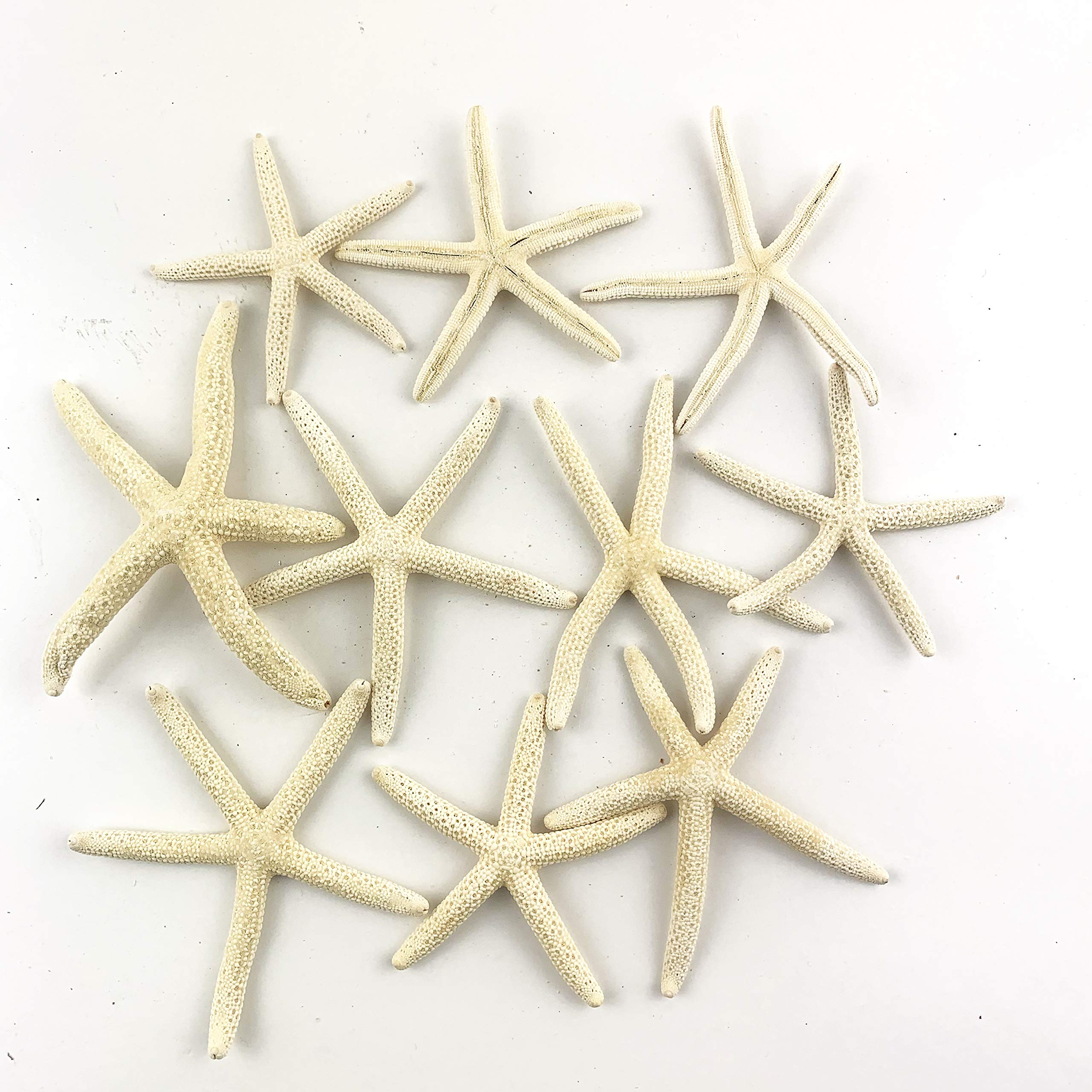 Worlds White Starfish Finger Sea Shells for Home Decorations, Party Wedding, DIY Crafts 10PC Approx:2