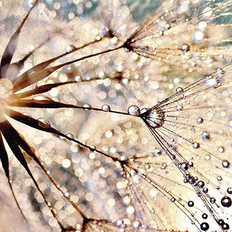 Amazon De Artland Qualitatsbilder I Glasbilder Deko Glas Bilder 40 X 40 Cm Botanik Blumen Pusteblume Foto Weiss B9kj Pusteblume Kisses From Rain Deko Glas Bilder