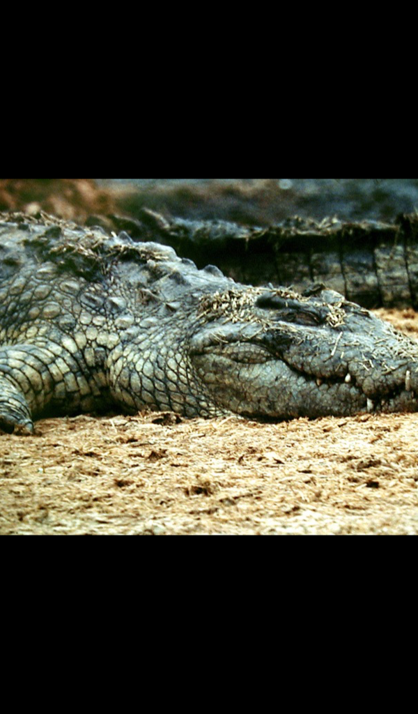 Crocodile Wallpaper HD Wallpapers of Crocodile! App on the Amazon