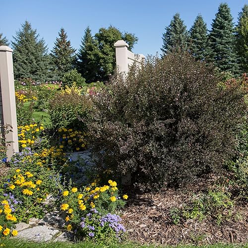 Miniatura 6 de 0.07 oz FE Ninebark Little Devil