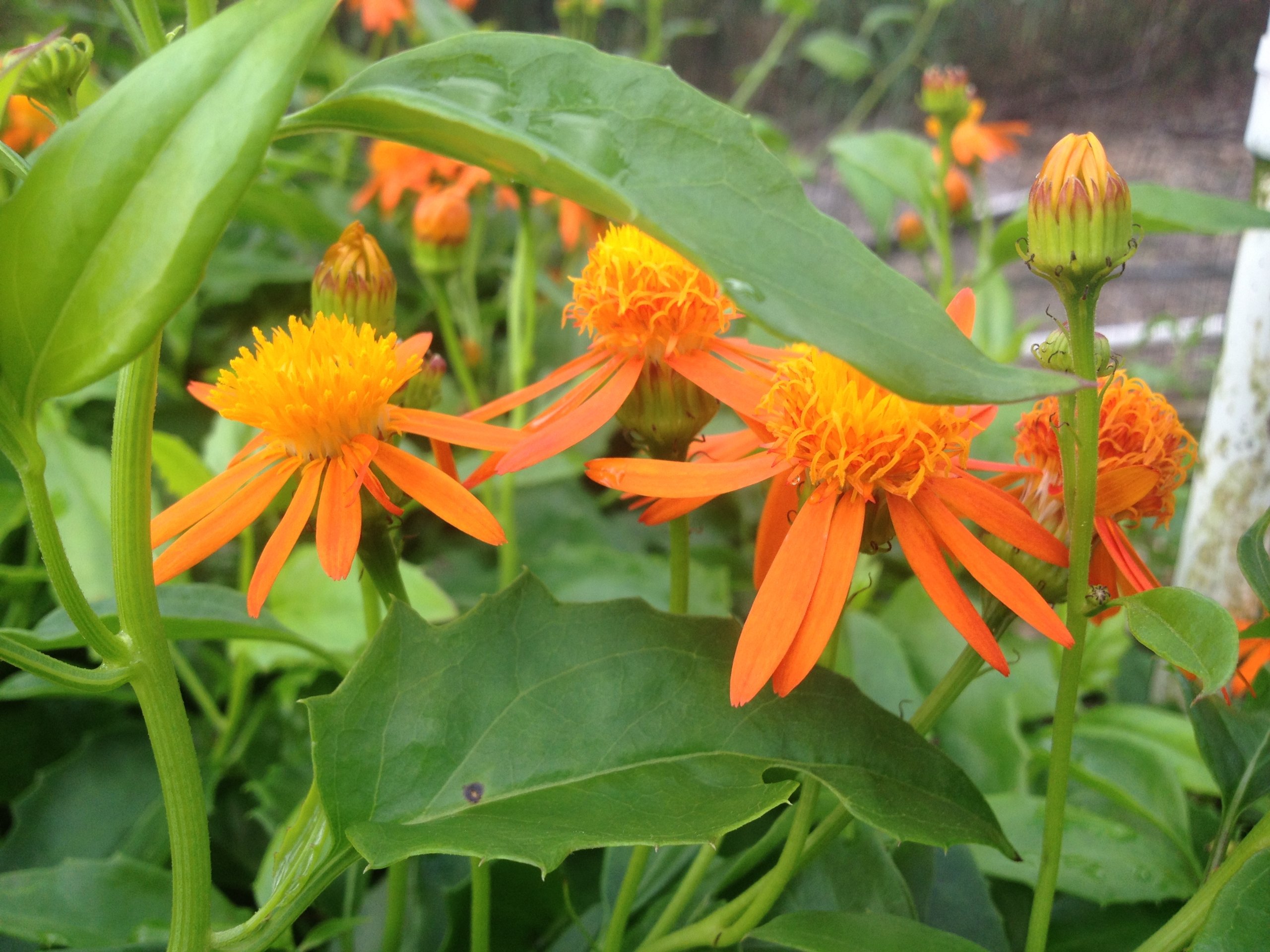 Mexican Flame Vine - Pseudogynoxys - Live Tropical Plant - Vibrant Fuzzy Daisy Orange Flower - Emerald Goddess Gardens - Starter Sz 4 Inch Pot