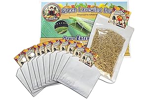 Green Lacewing 5000 Eggs: Natural Predators for Pest Control