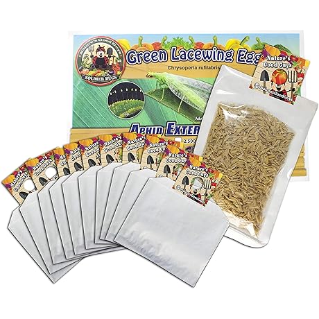Green Lacewing 5000 Eggs: Natural Predators for Pest Control