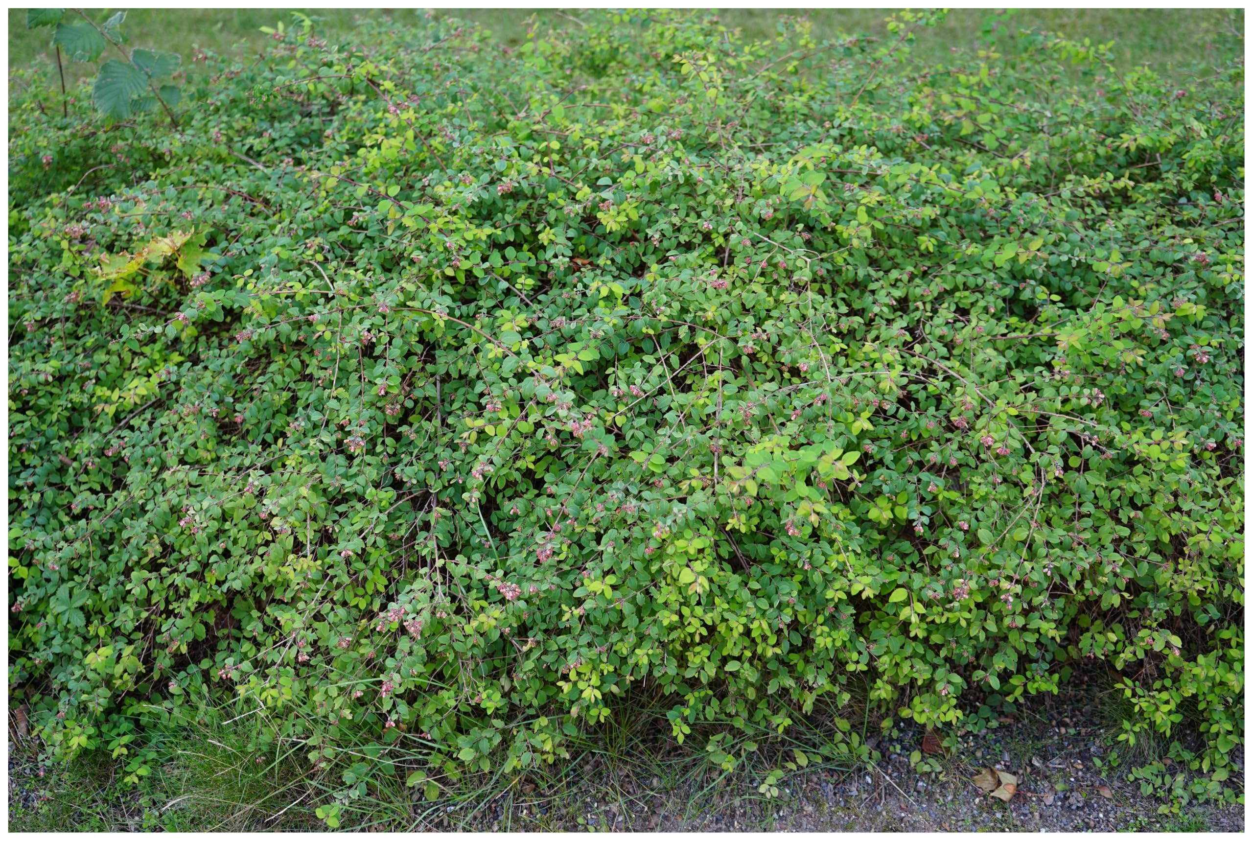 Stauden Gänge 50 x Symphoricarpos x chenaultii 'Hancock' winterhart