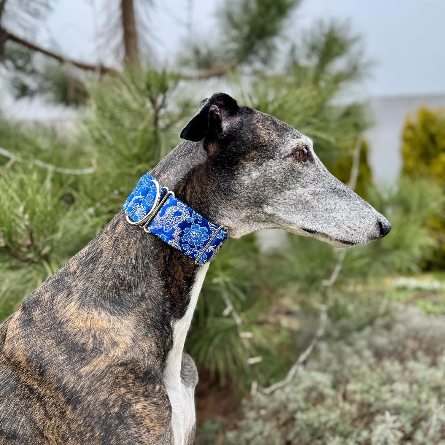 Extra Soft Martingale Dog Collar and Leash Set for Greyhound Saluki Whippet and Other Breeds with Similar Neck 2" Wide (Collar and Leash Set M 11"-14")