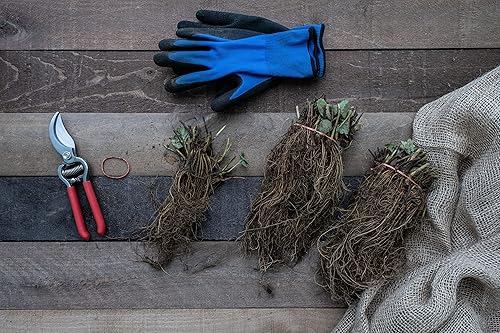 Miniatura 2 de Seascape Everbearing - Plantas de raíces desnudas de fresa, 25 por paquete, plantas resistentes sin OMG