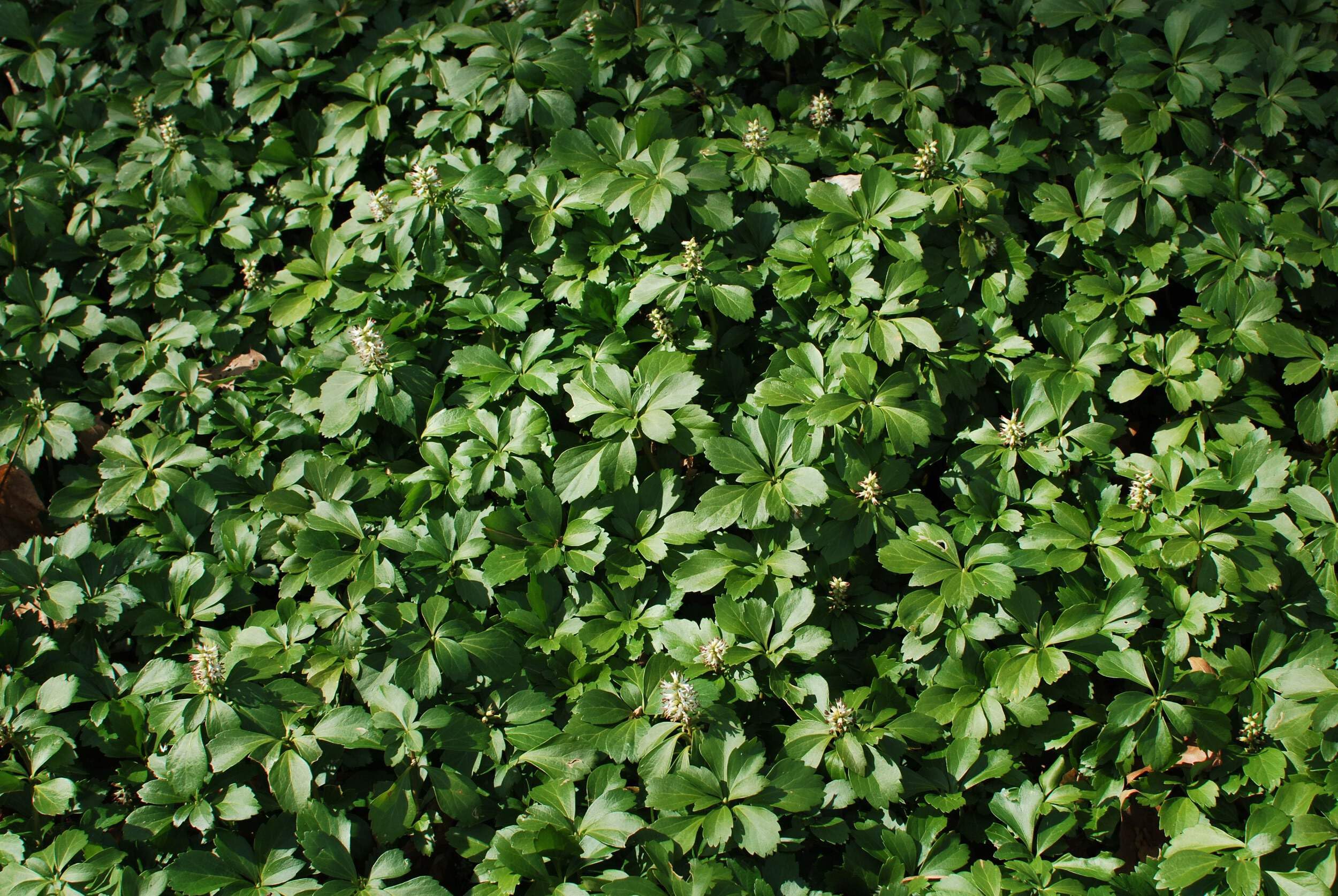 Perennial Farm Marketplace Pachysandra