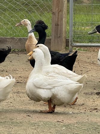 12 Duck Eggs (Rouen, Cayuga, Runner,Buff & More)