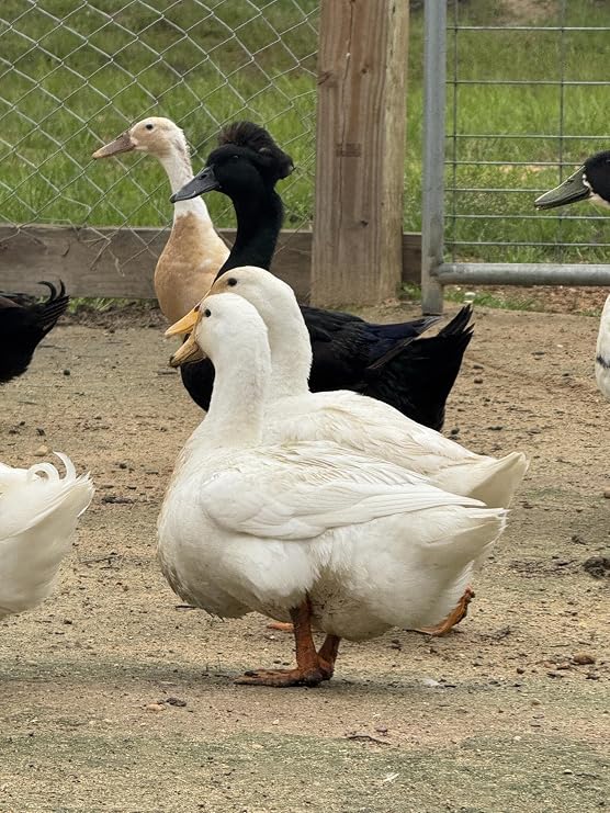 12 Duck Eggs (Rouen, Cayuga, Runner,Buff & More)