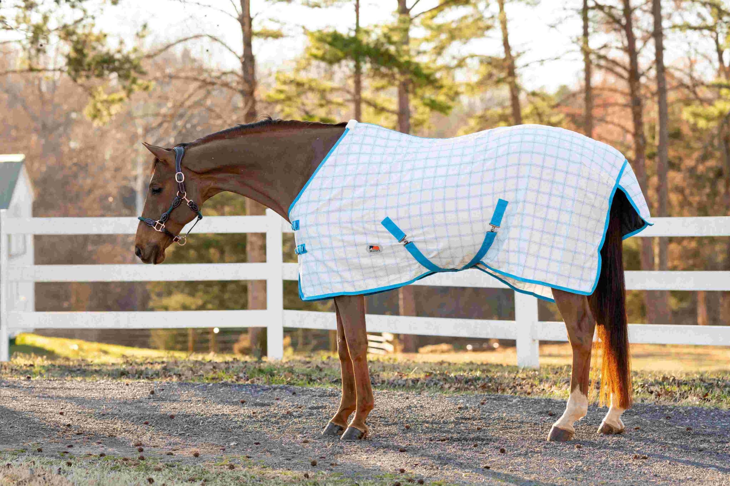 MIller's Aussie Ripstop Stable Sheet-White/Turquoise-81