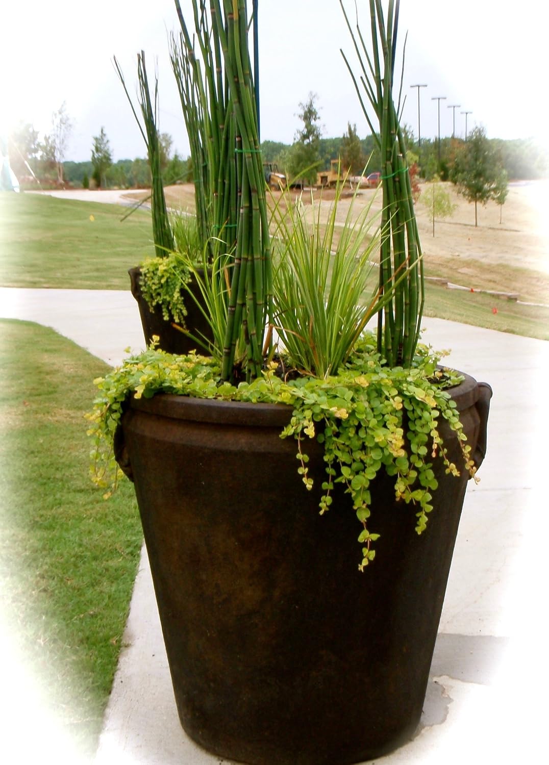 Gardens Oy Vey native horsetail Equisetum hyemale