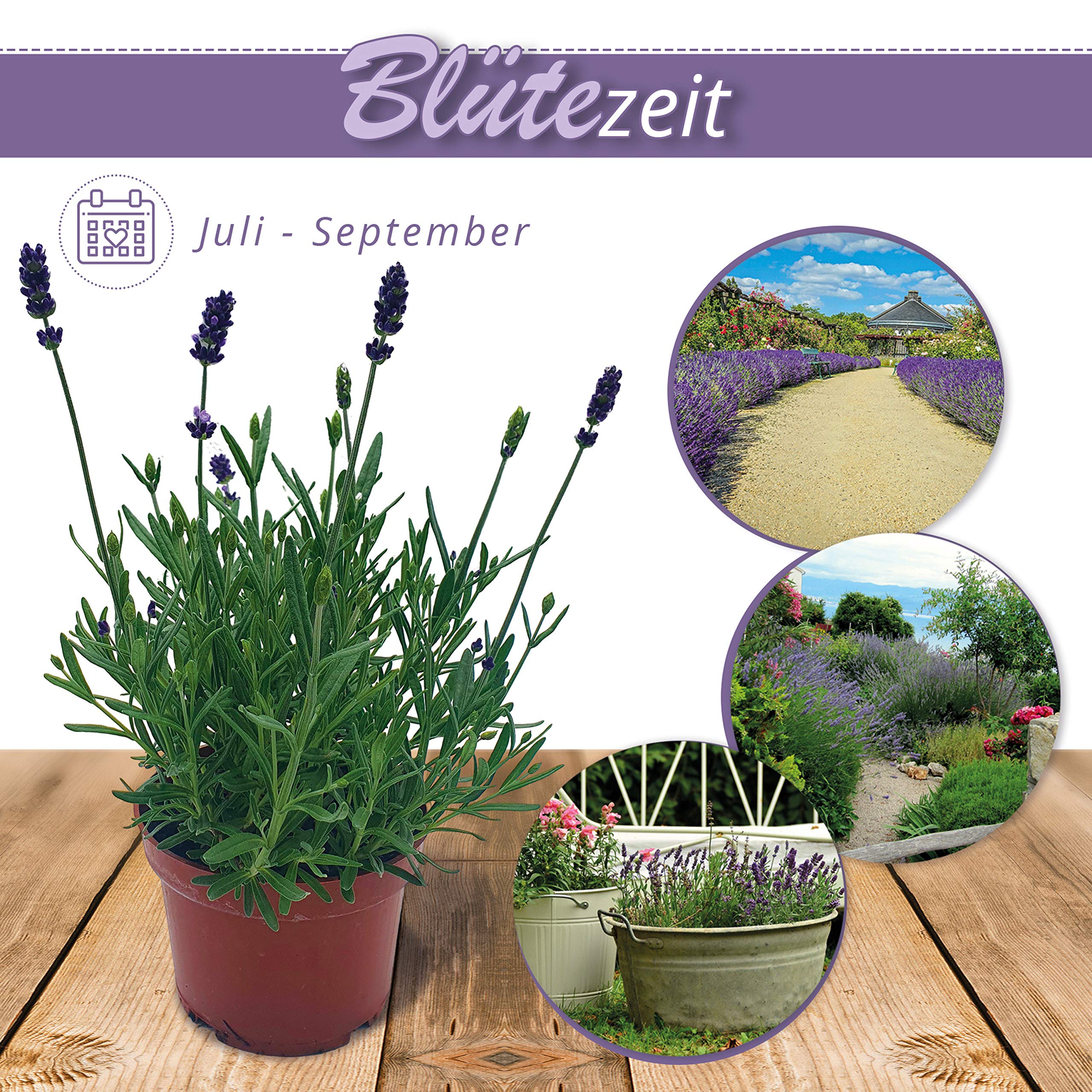 Pack de 10 Lavandas Plantas Naturales en Maceta de 12cm Lavanda