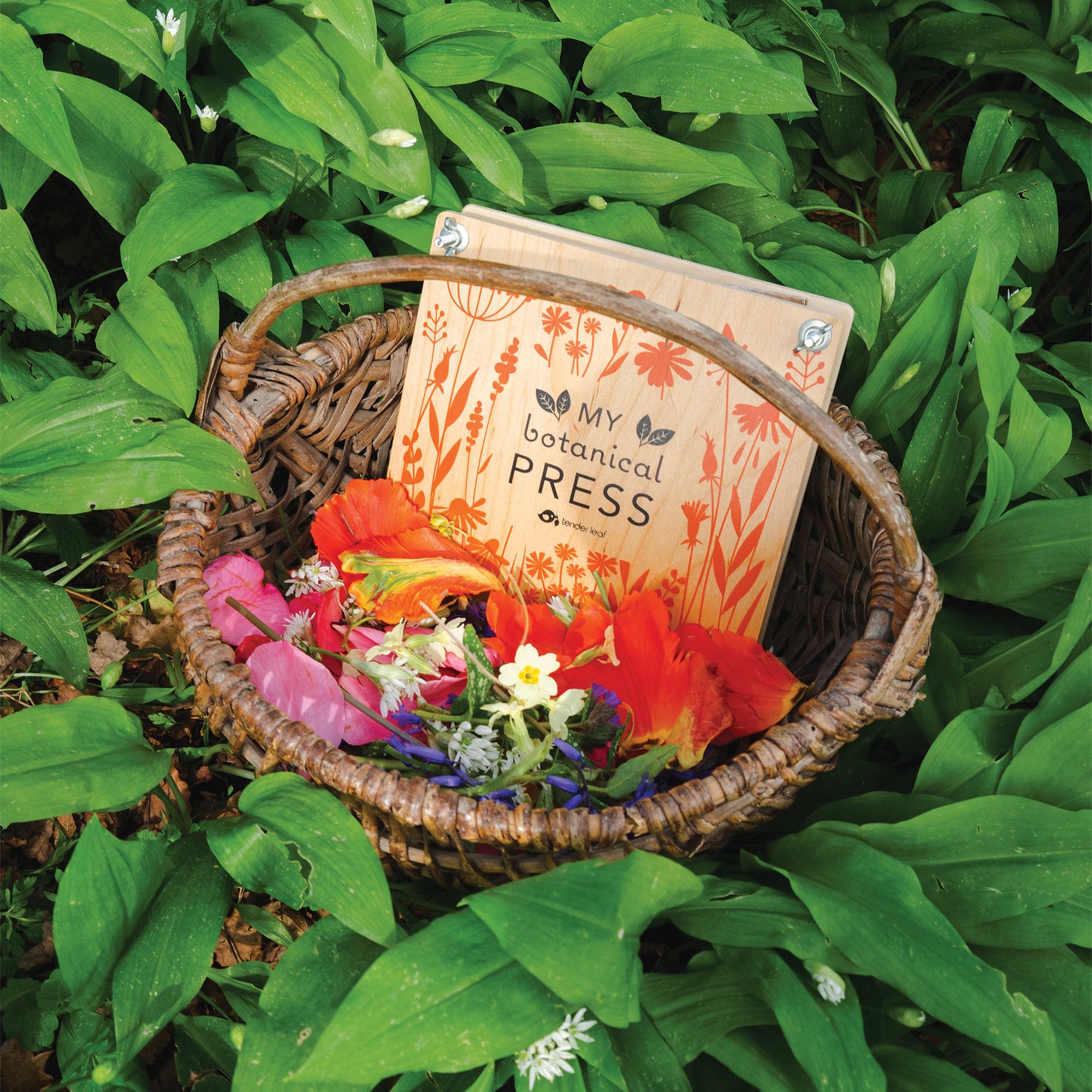 TENDER LEAF TL8423 - MY BOTANICAL PRESS