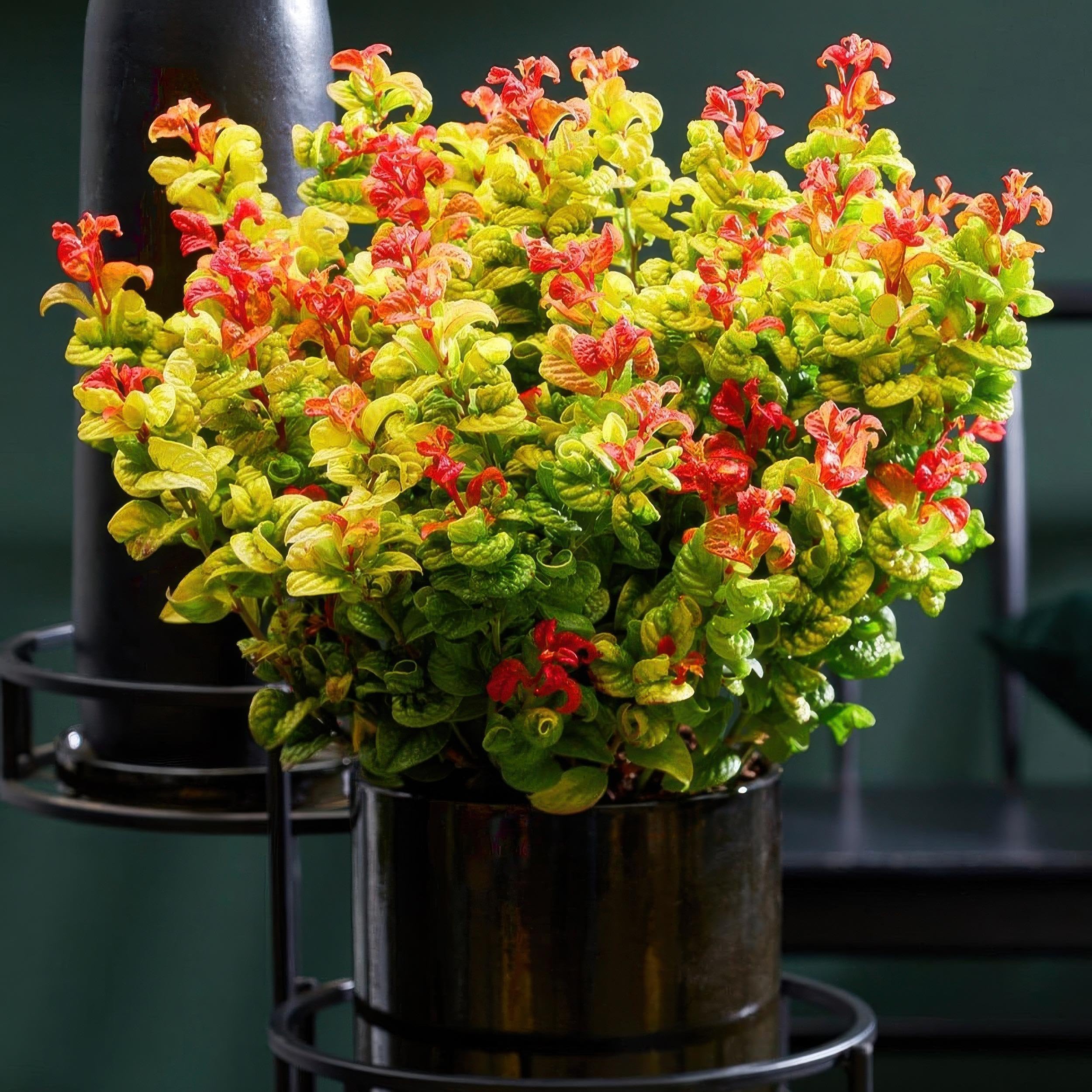 Leucothoe Curly Gold - Jaune - Feuillage persistant - Peu d'entretien - 30-40cm - Ø17cm - Plante de jardin