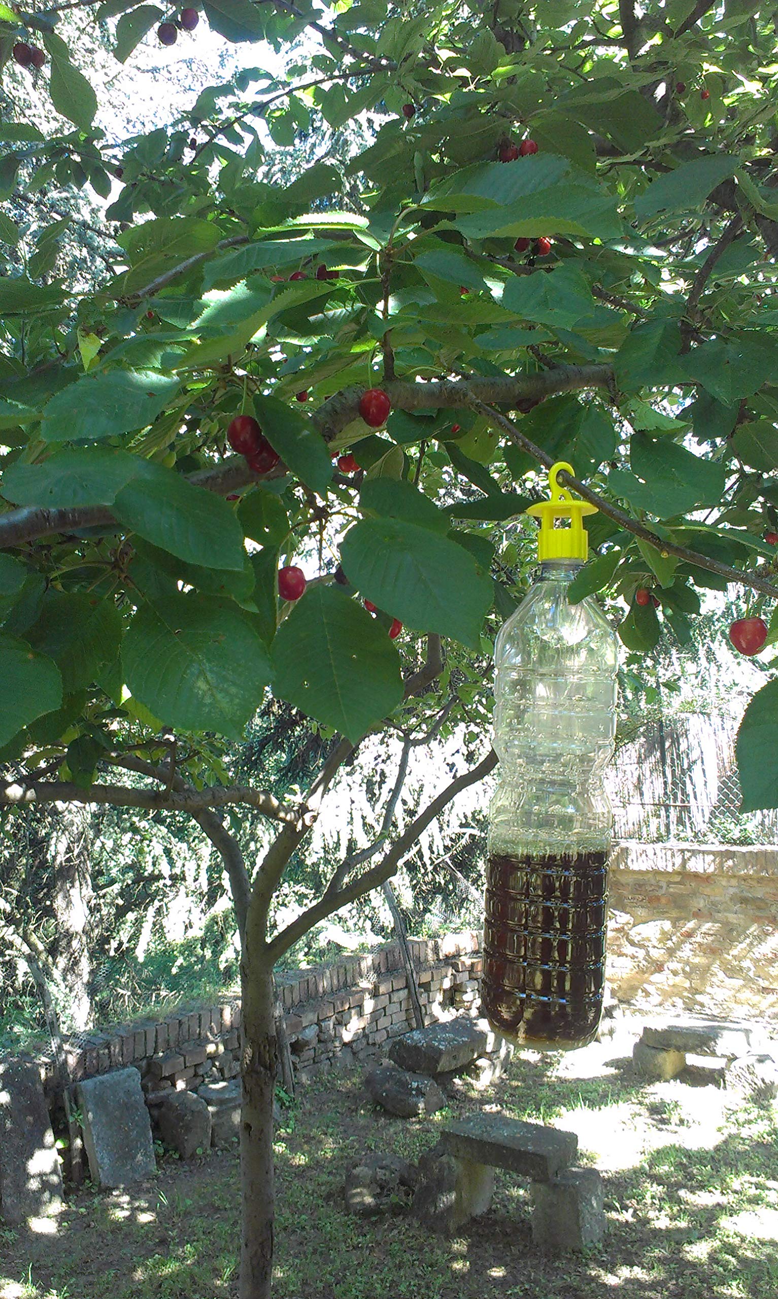 Trappola ecologica per Insetti (mosche comuni, tafani, mosca olearia, vespe e calabroni) di colore giallo, 90 trappole